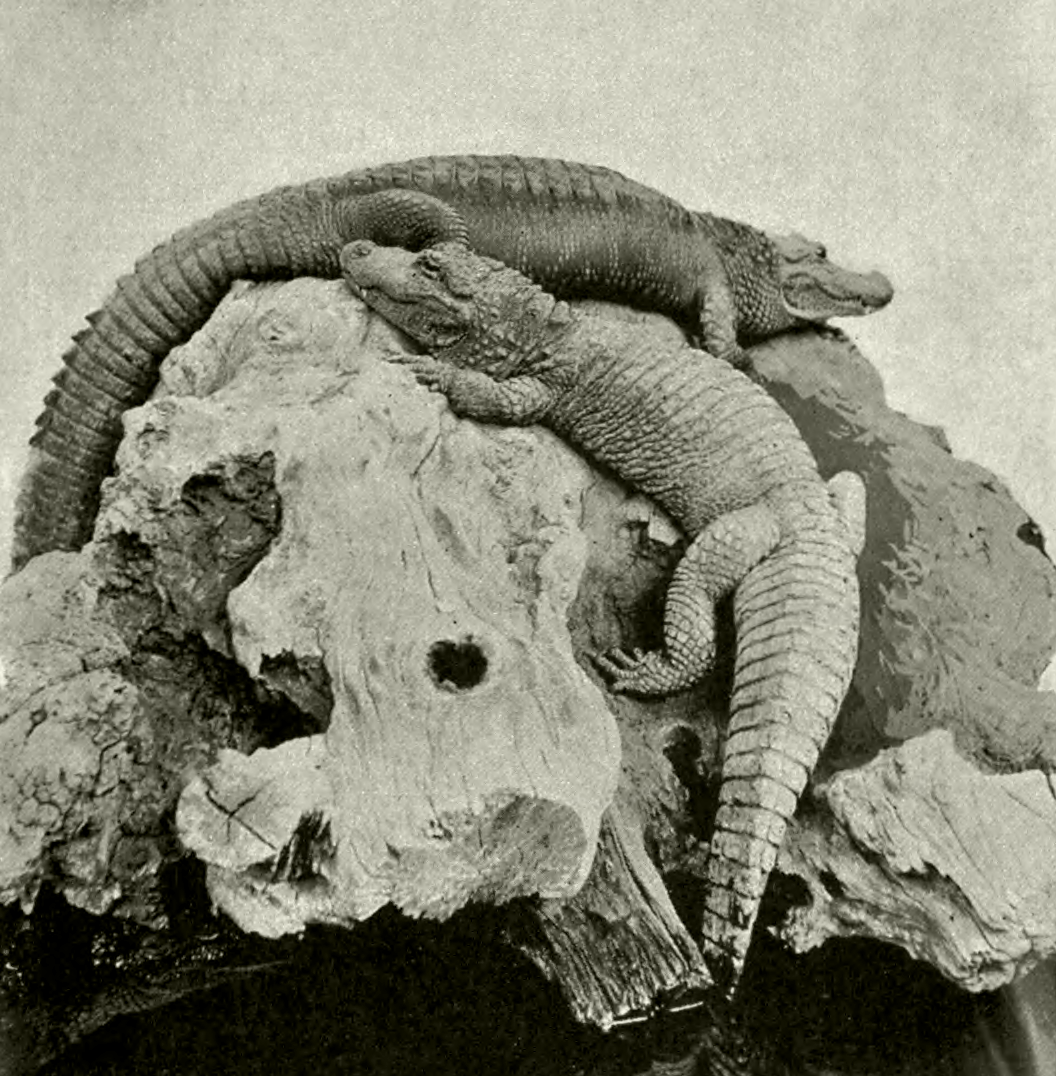 Photo of Alligator