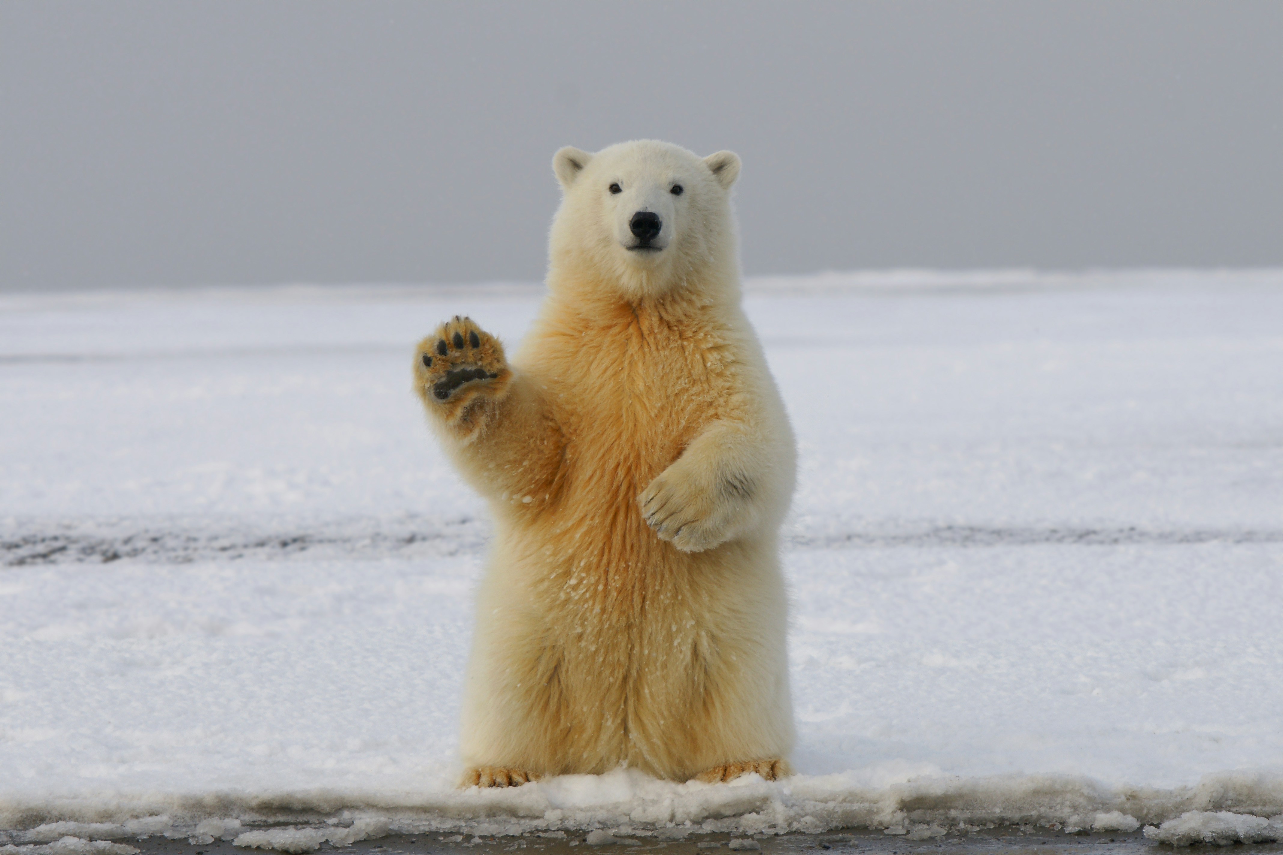 Photo of Bear