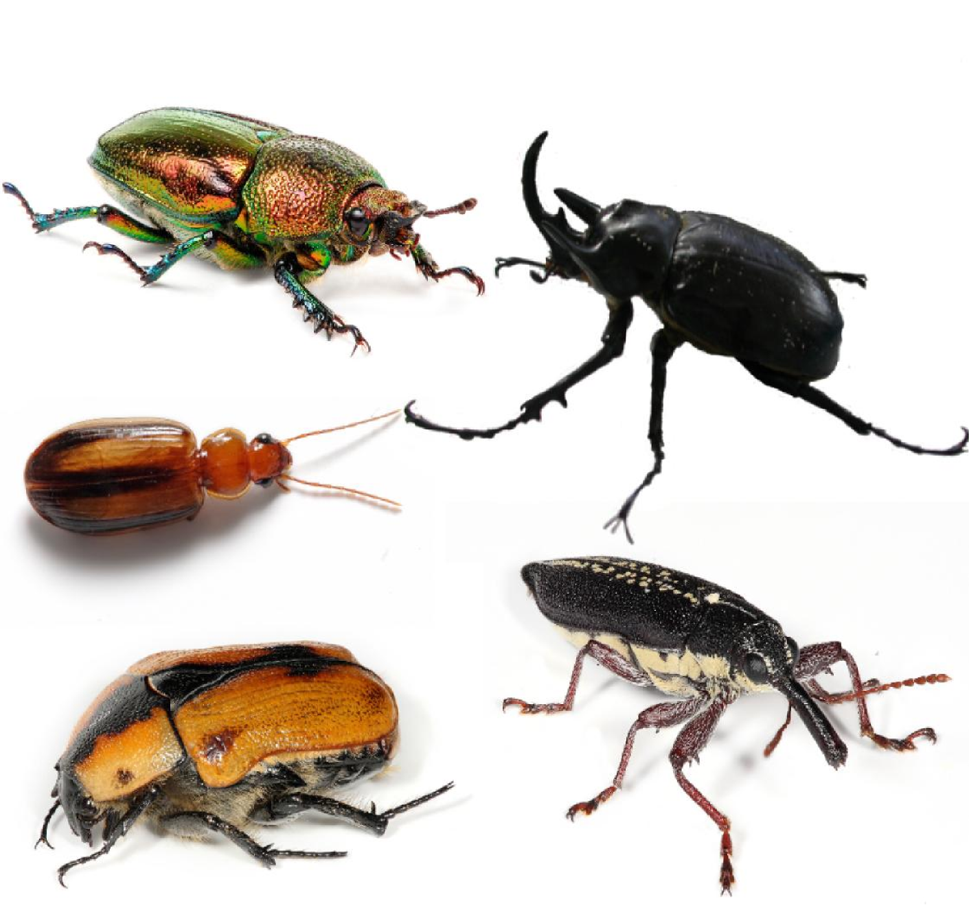 Photo of Beetle