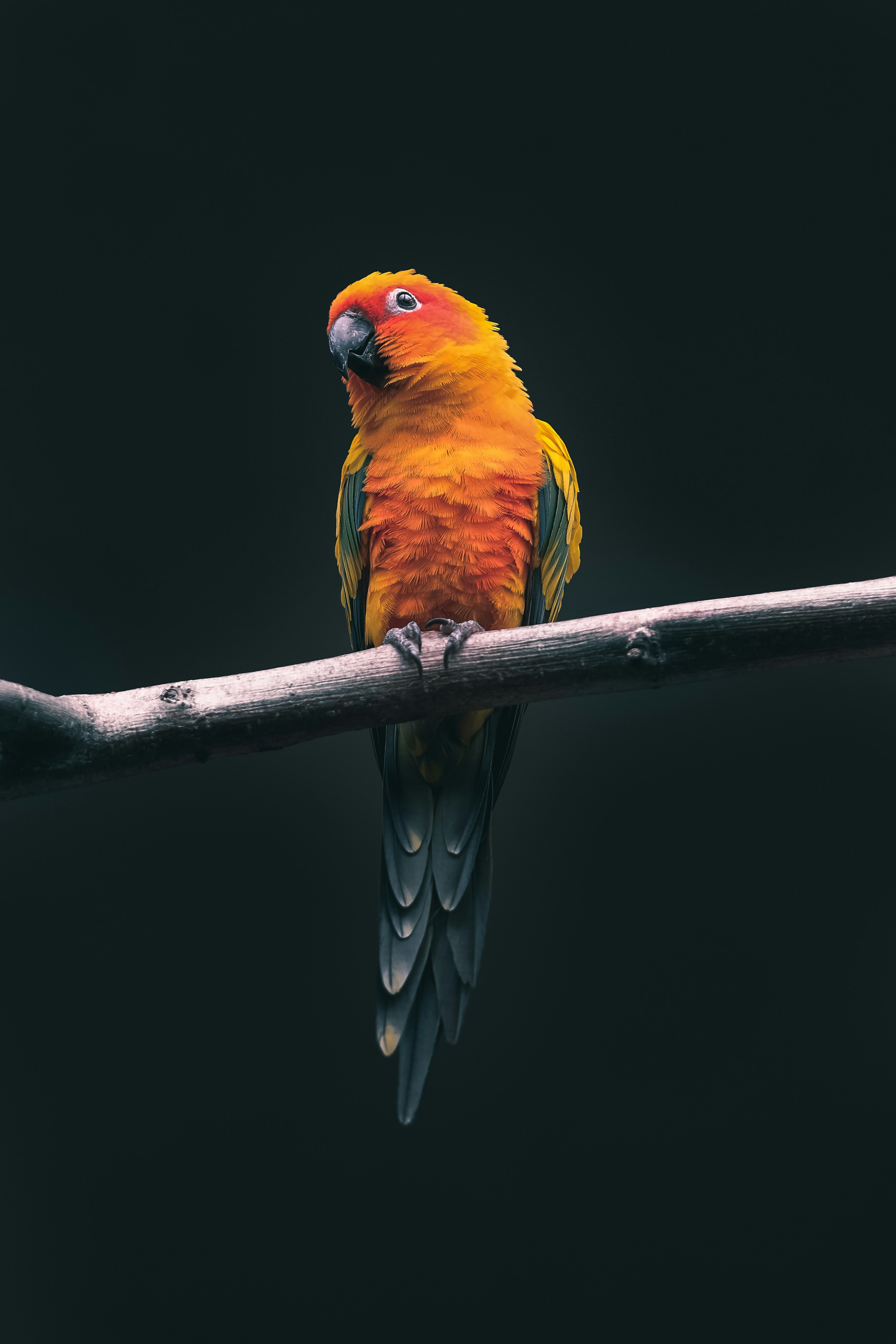 Photo of Bird