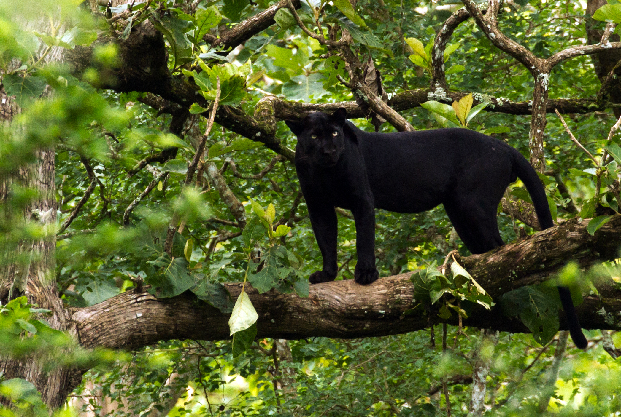 Black_panther