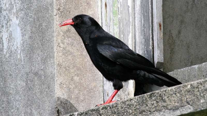 Photo of Chough