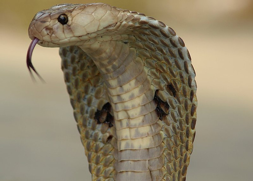 Photo of Cobra