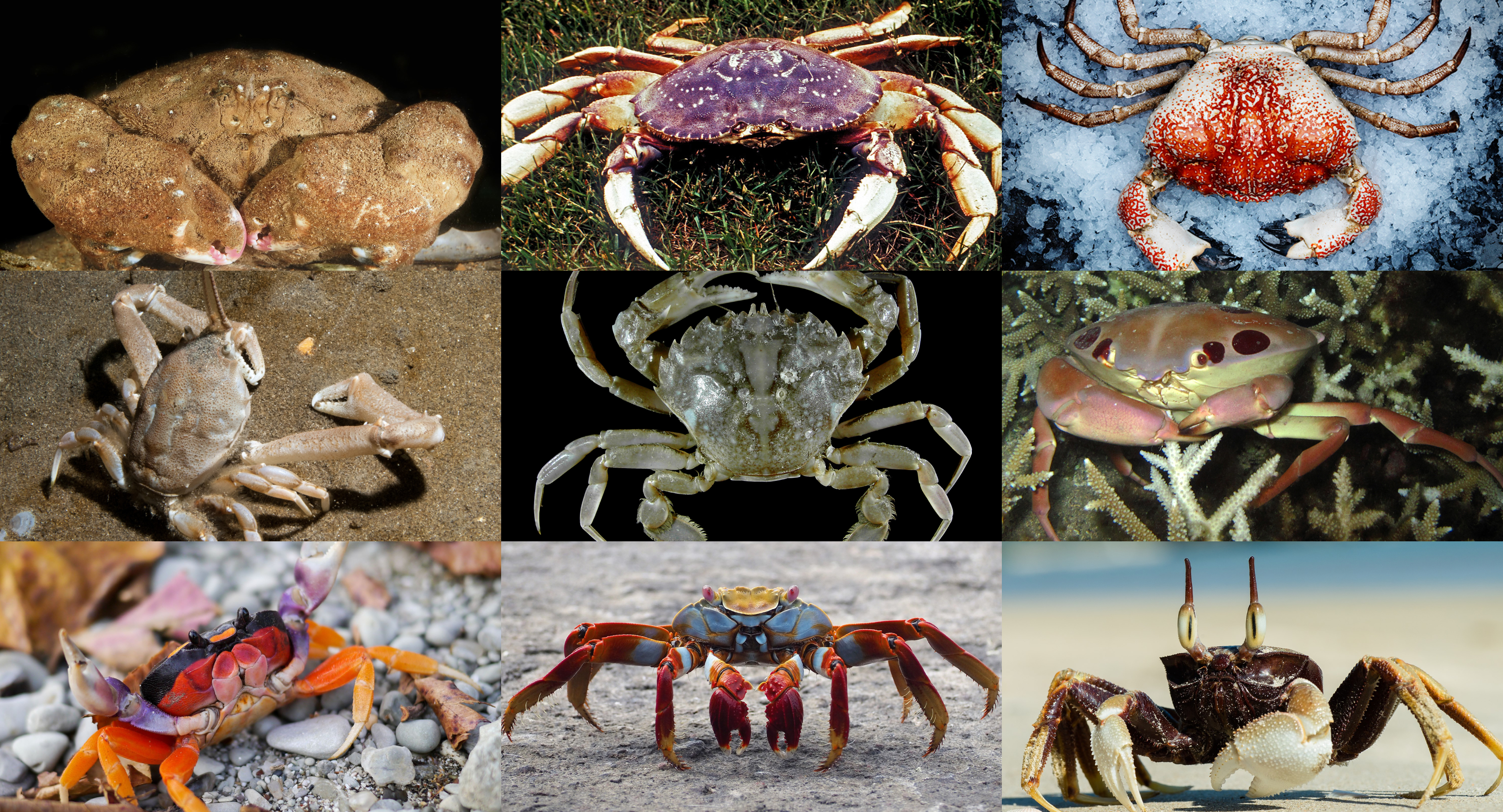 Crab