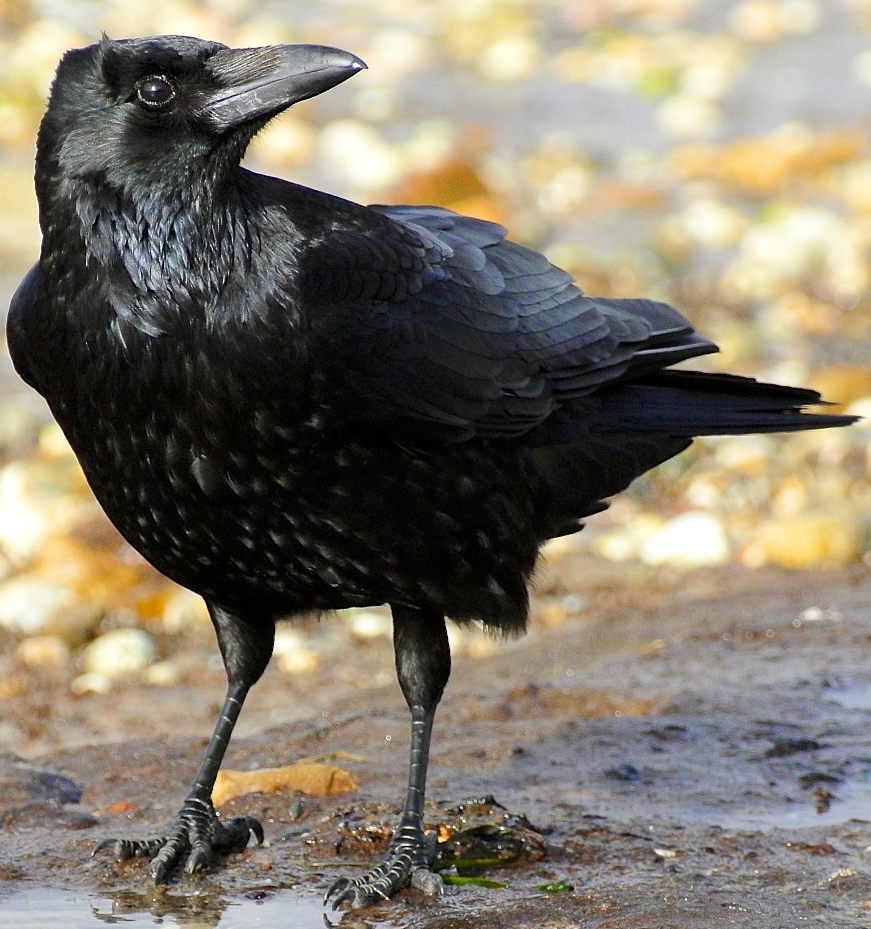 Photo of Crow