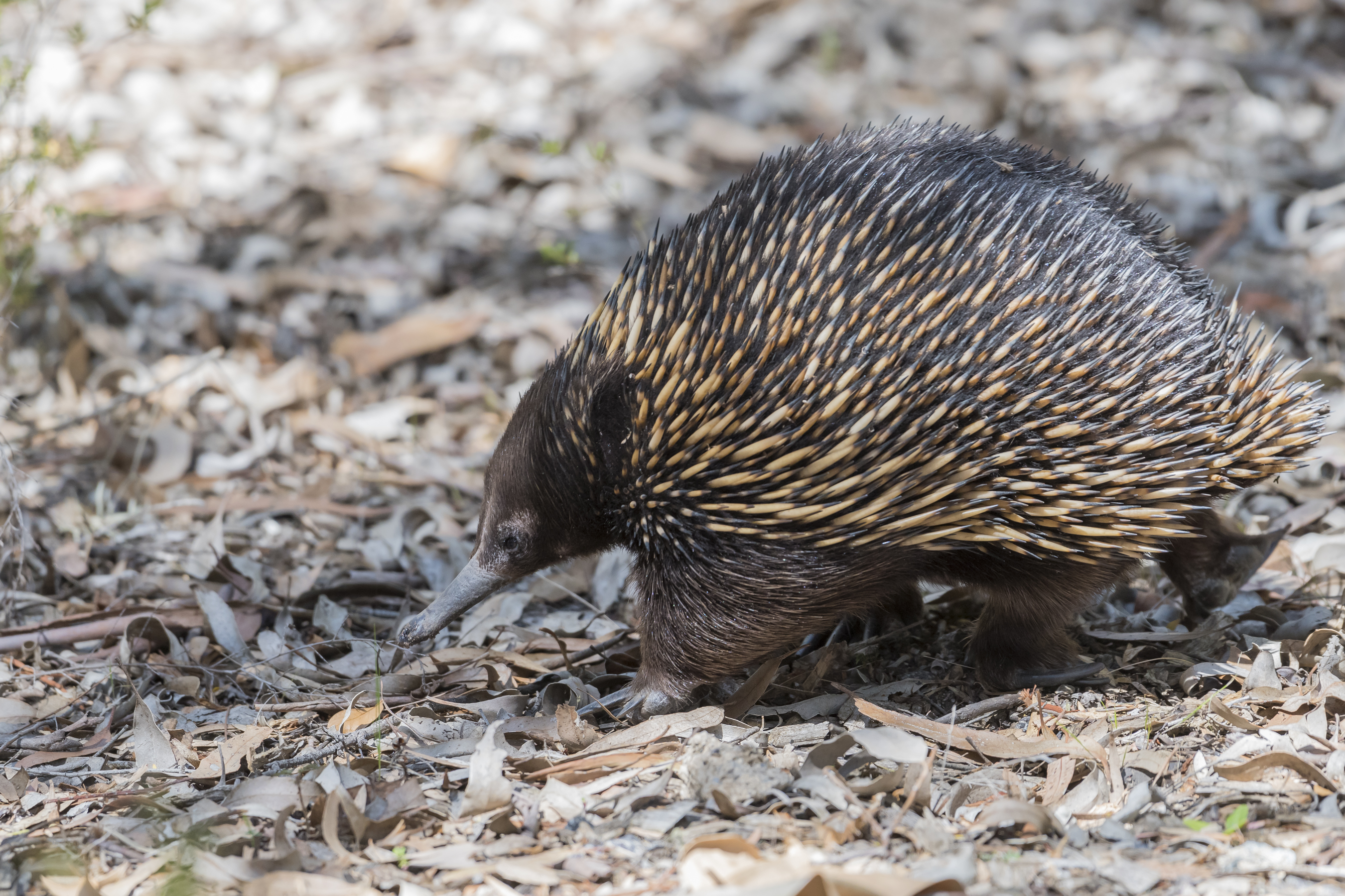 Photo of Echidna