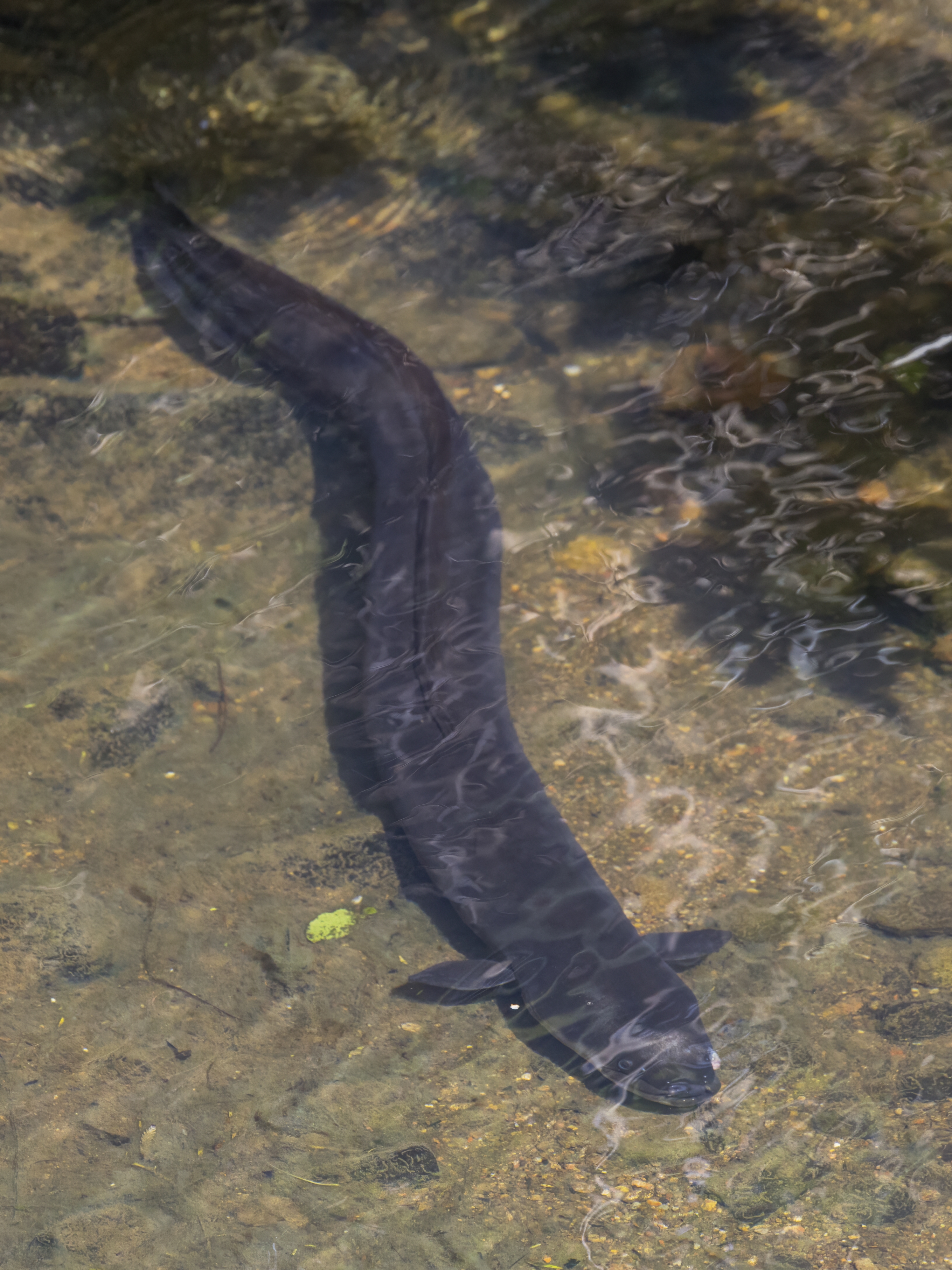 Photo of Eel