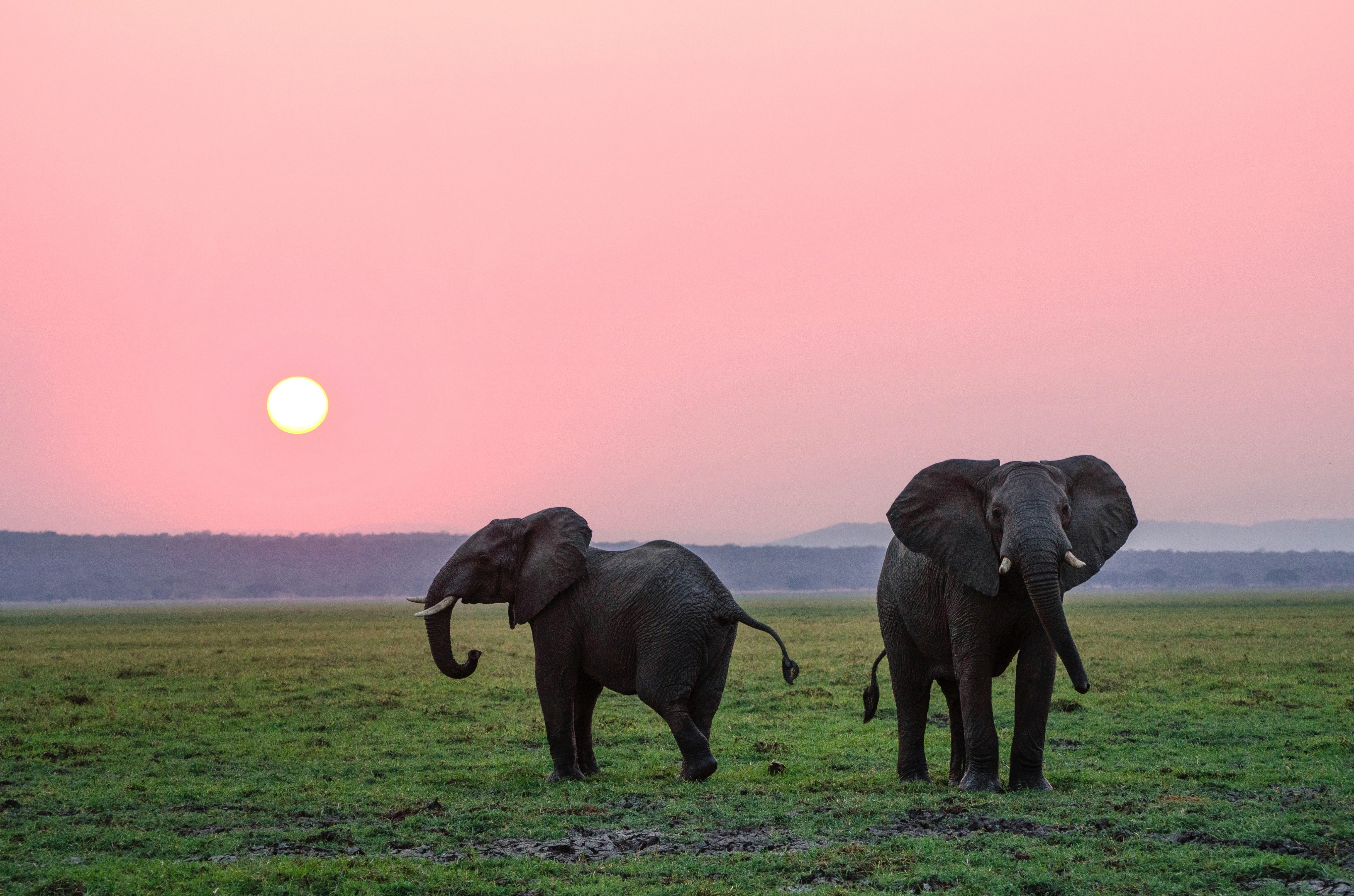 Elephant