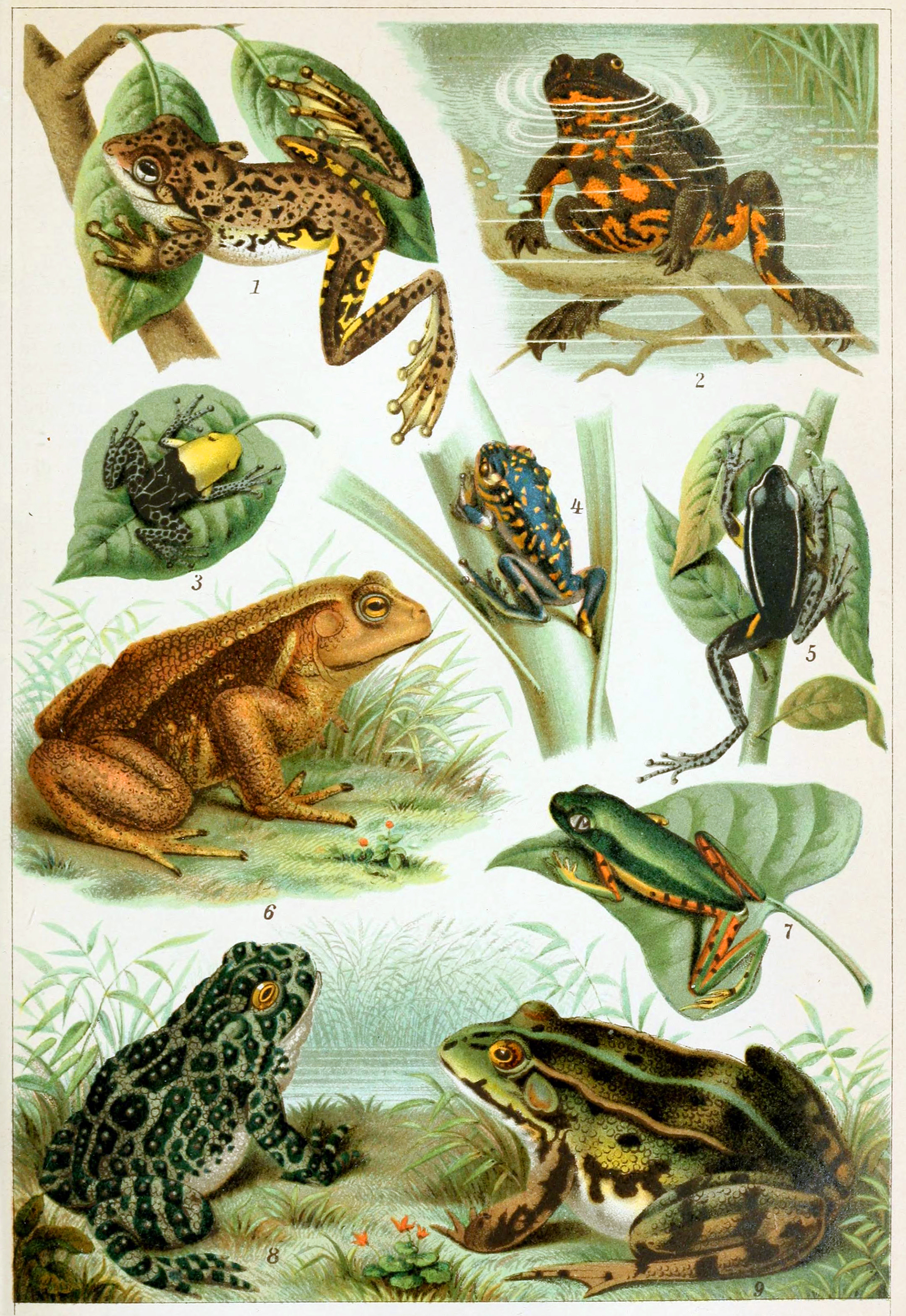 Photo of Frog