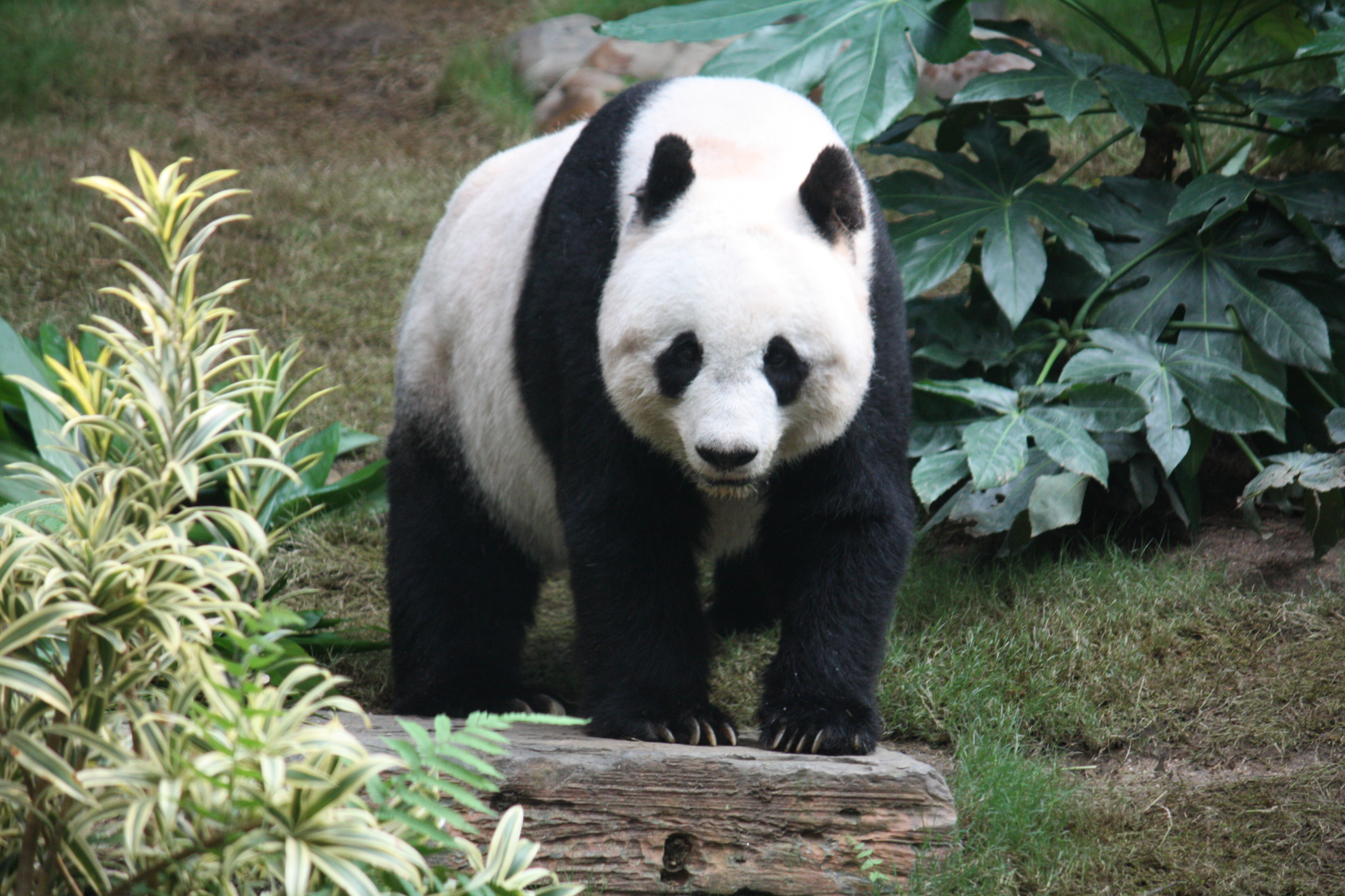 Photo of Giant_panda