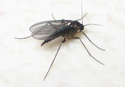 Gnat