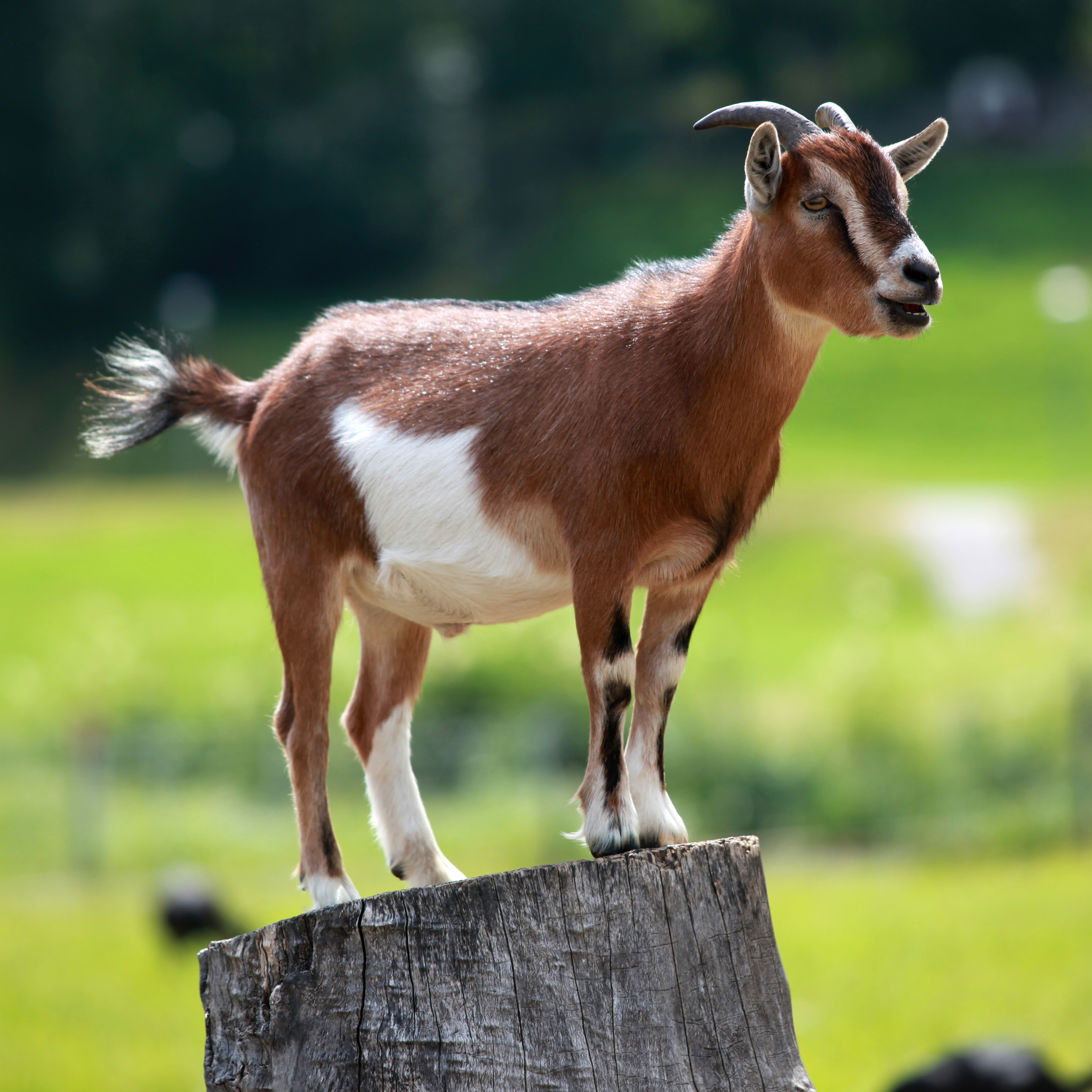 Photo of Goat