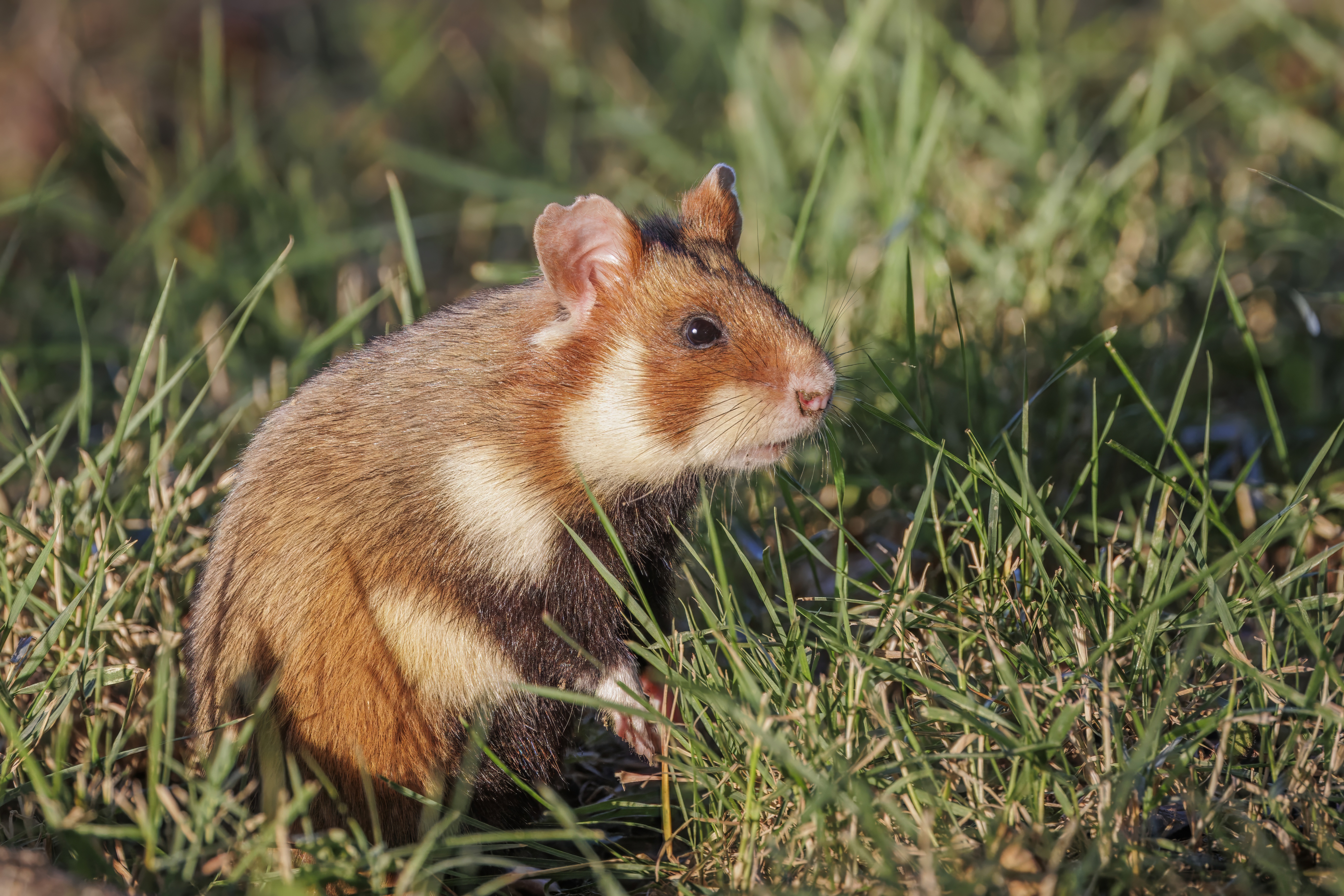 Photo of Hamster