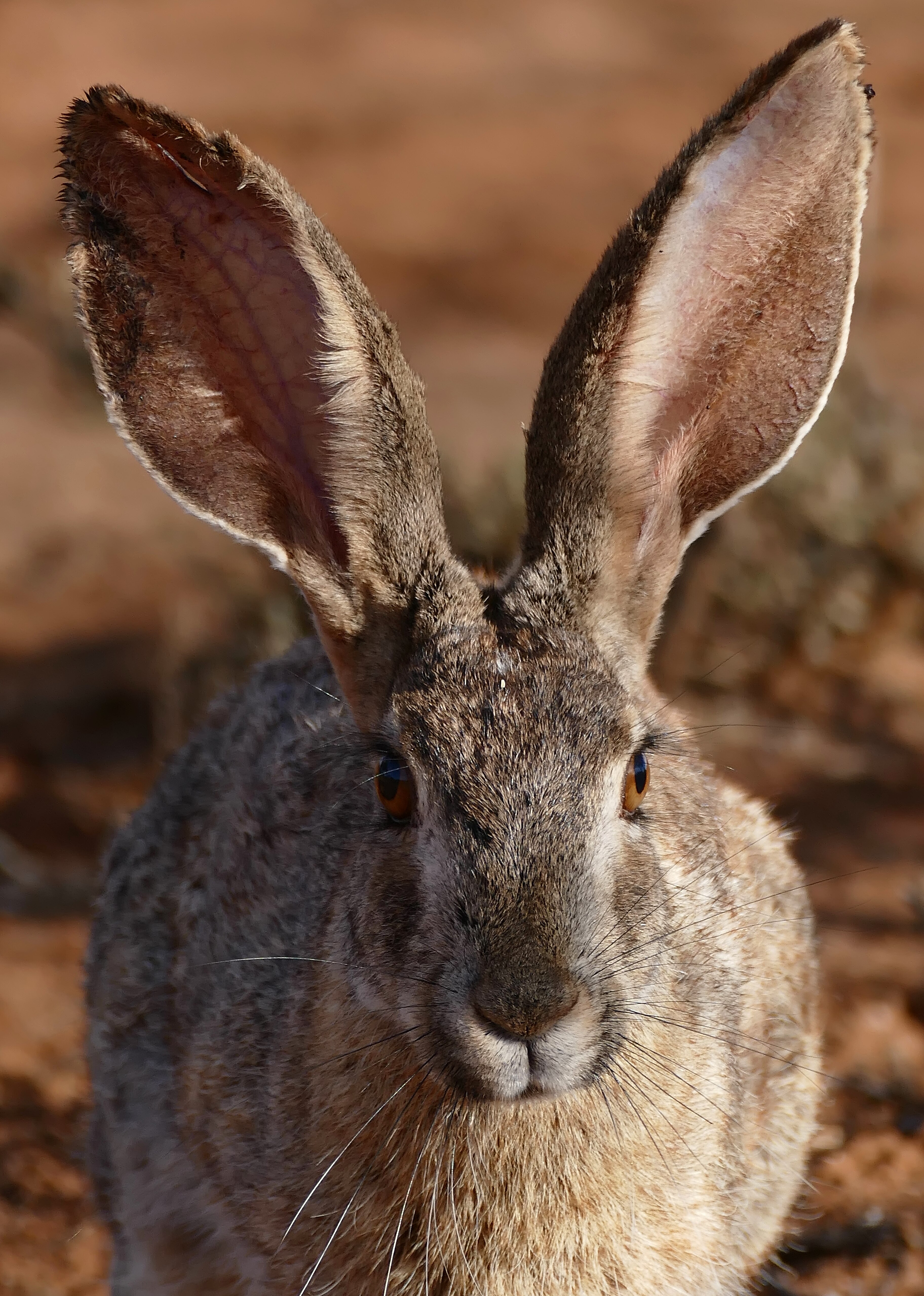 Photo of Hare
