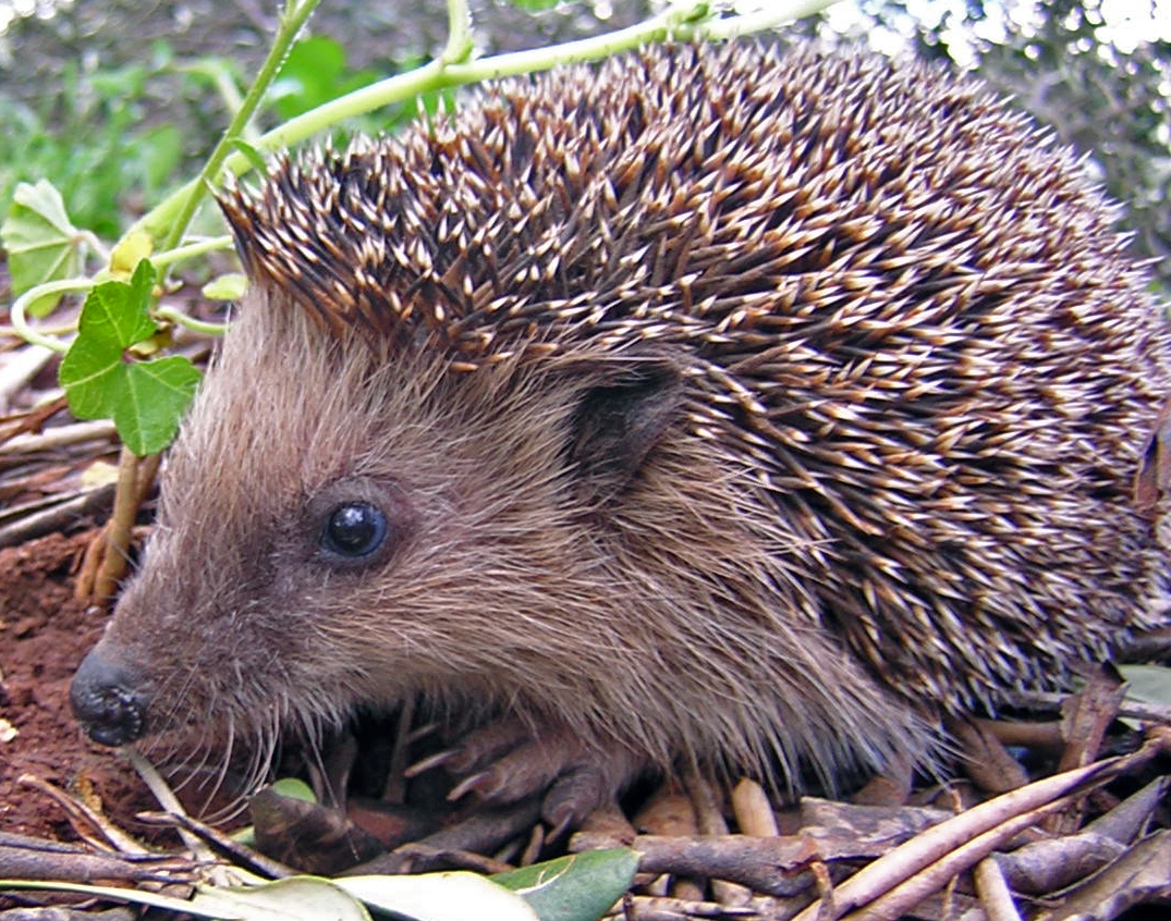 Photo of Hedgehog