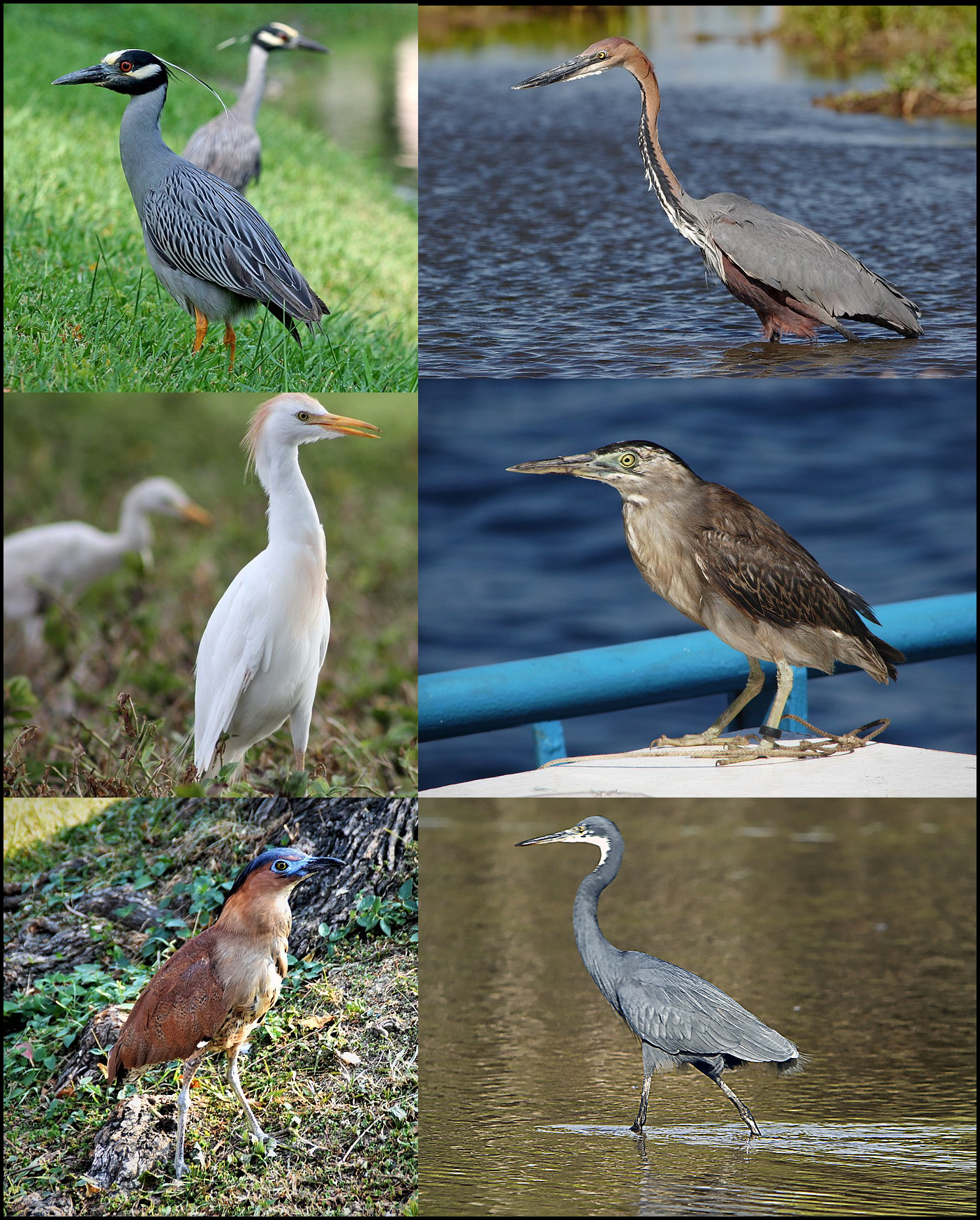Photo of Heron