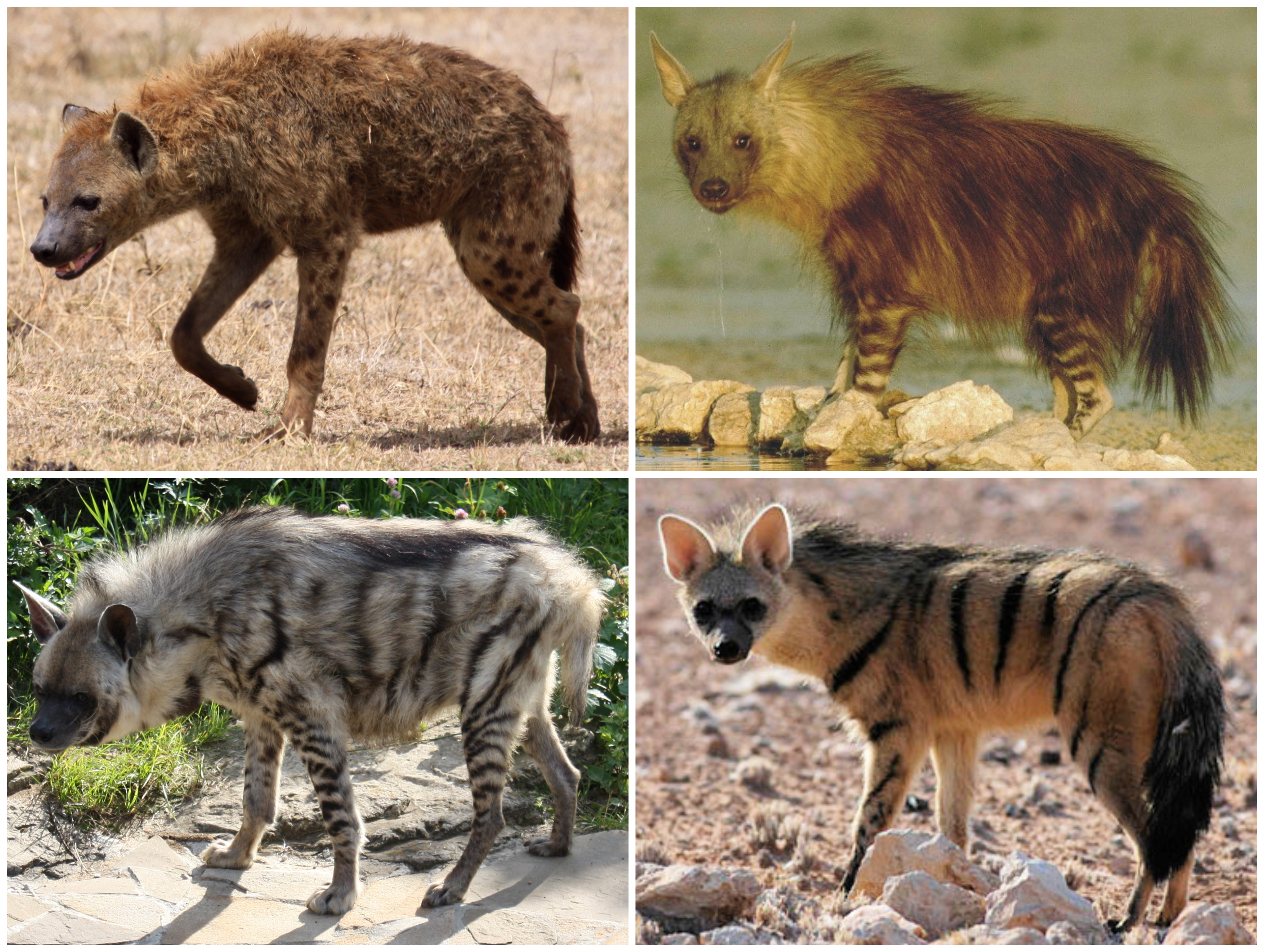 Photo of Hyena