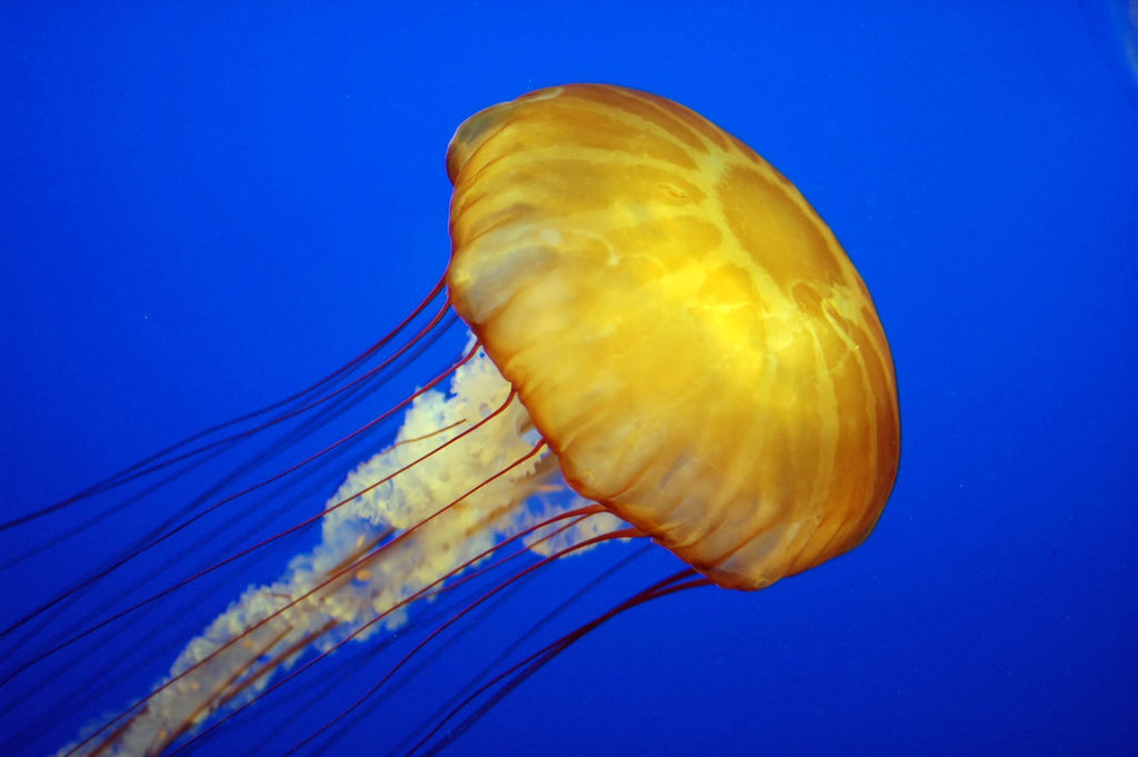 Photo of Jellyfish