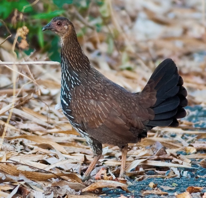 Junglefowl