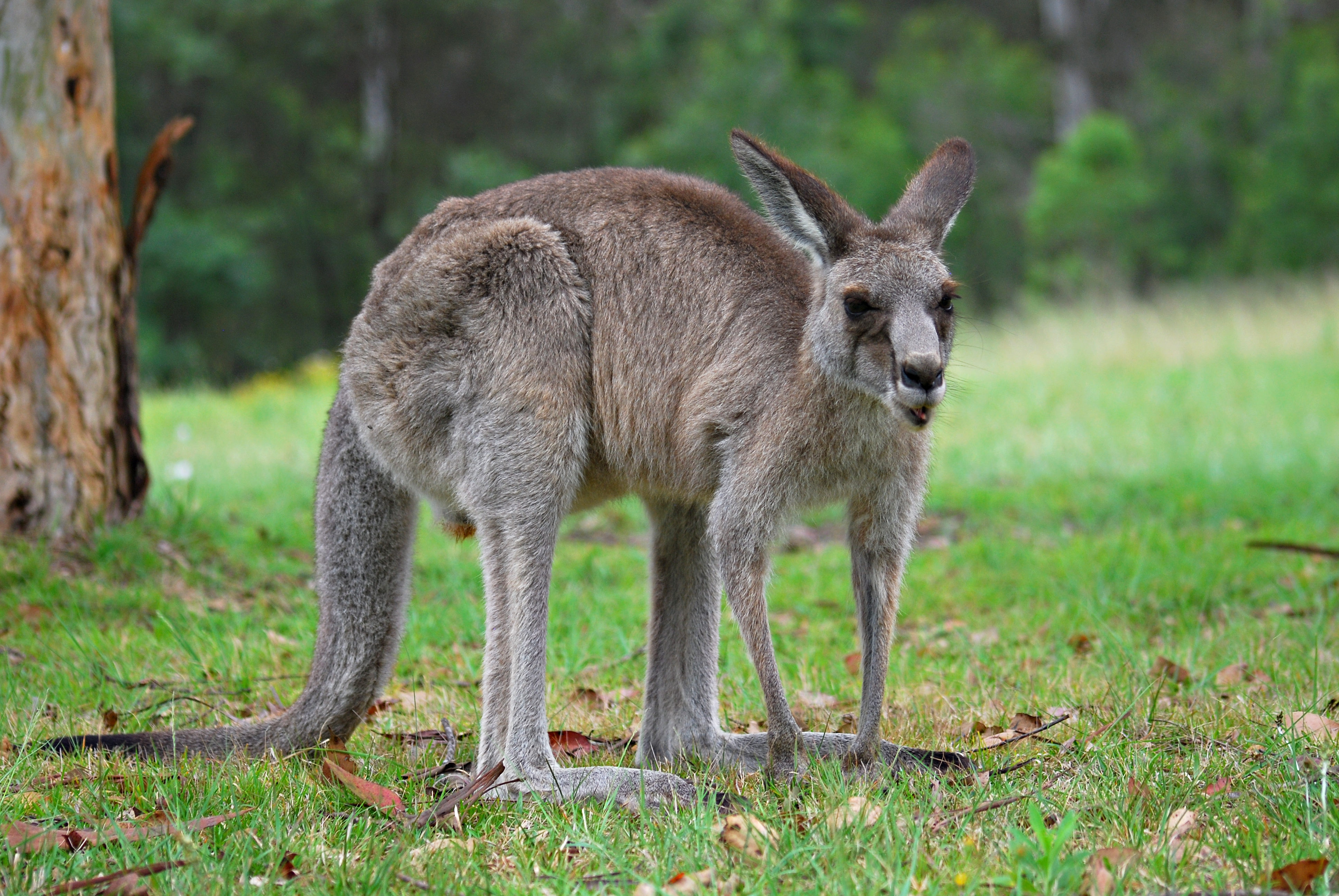 Photo of Kangaroo
