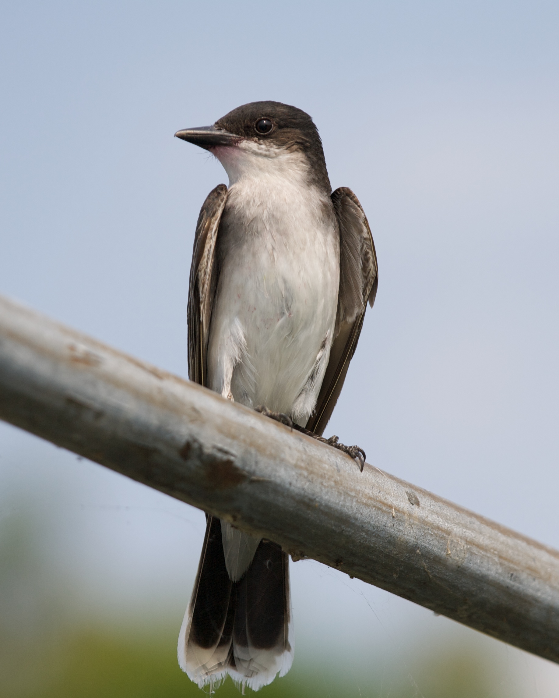 Photo of Kingbird