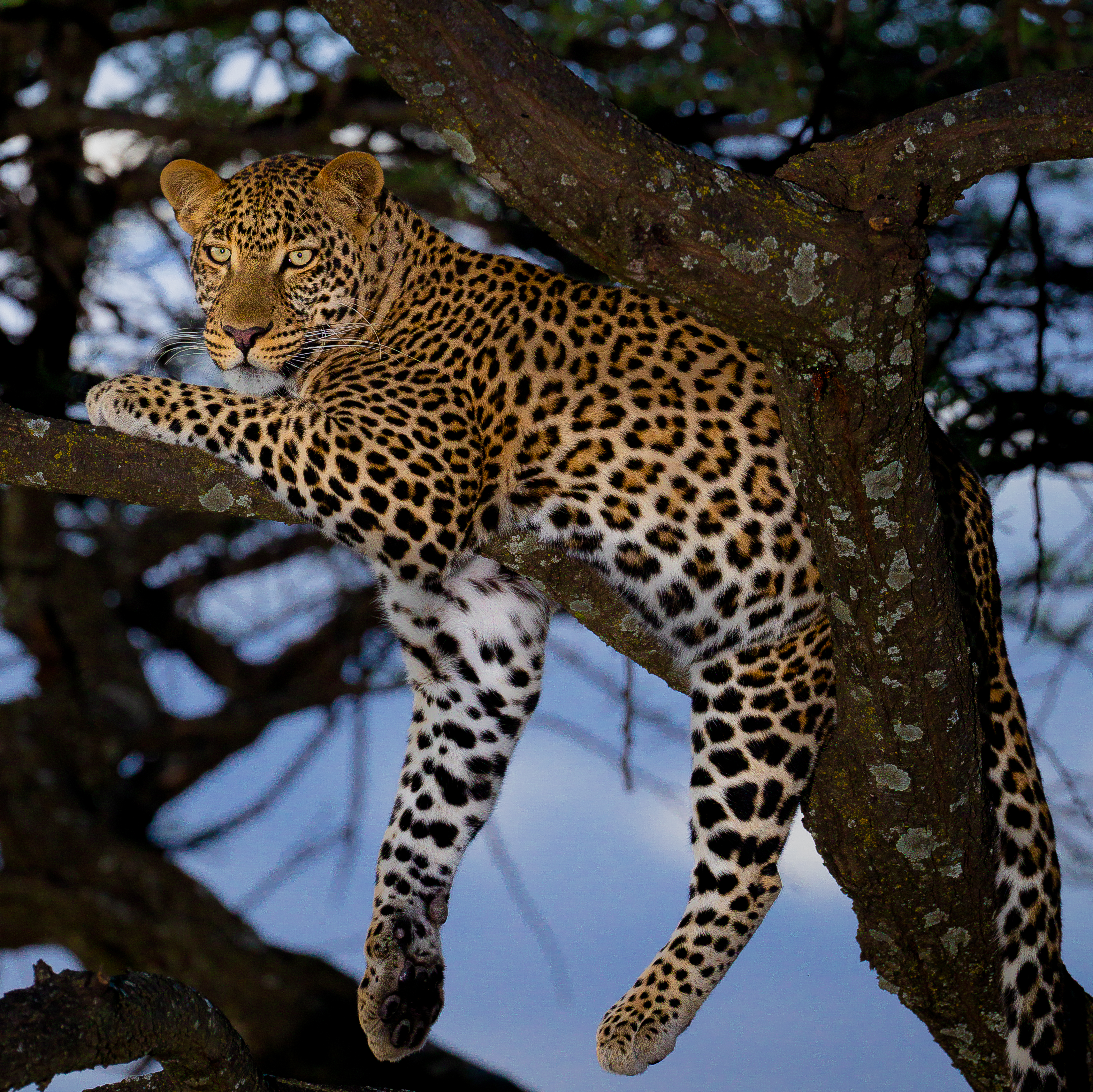 Photo of Leopard