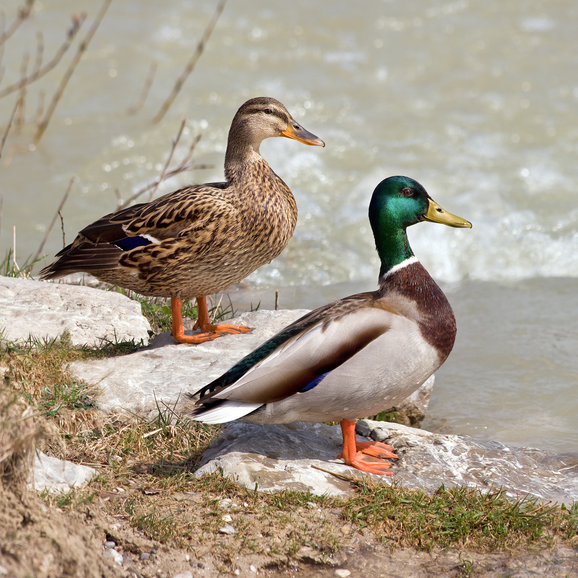 Photo of Mallard
