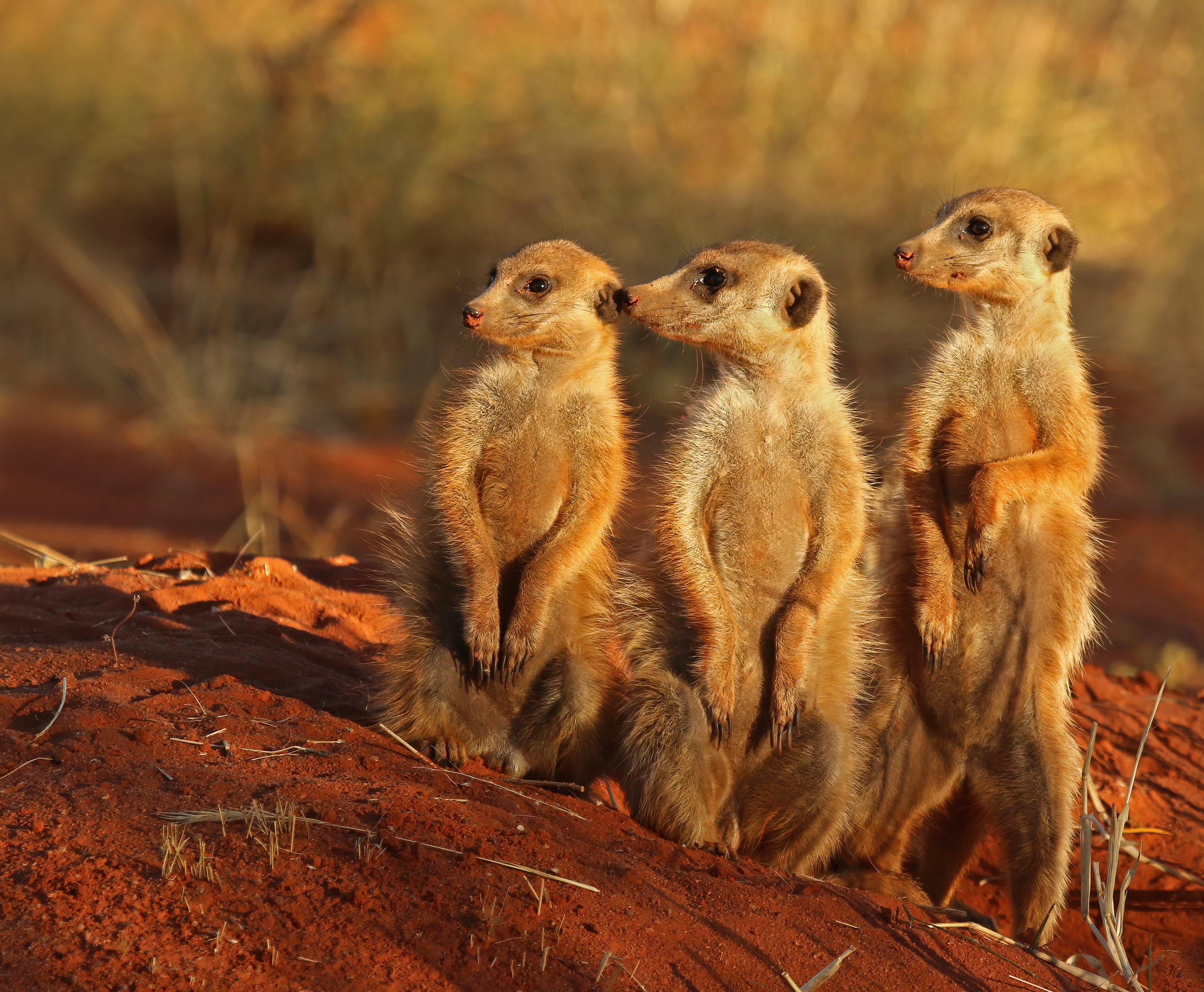 Photo of Meerkat