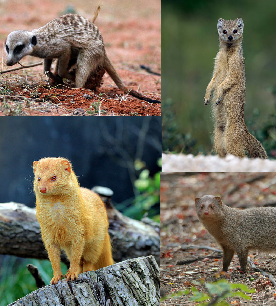Photo of Mongoose