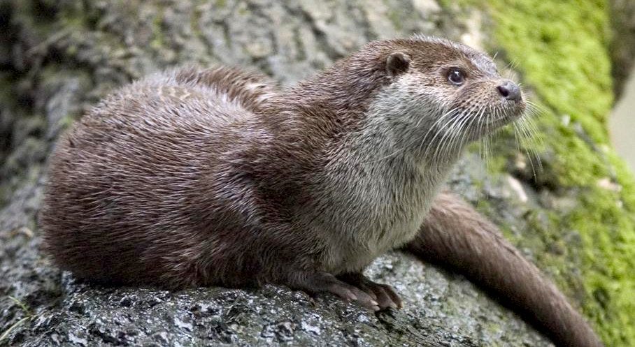 Photo of Otter