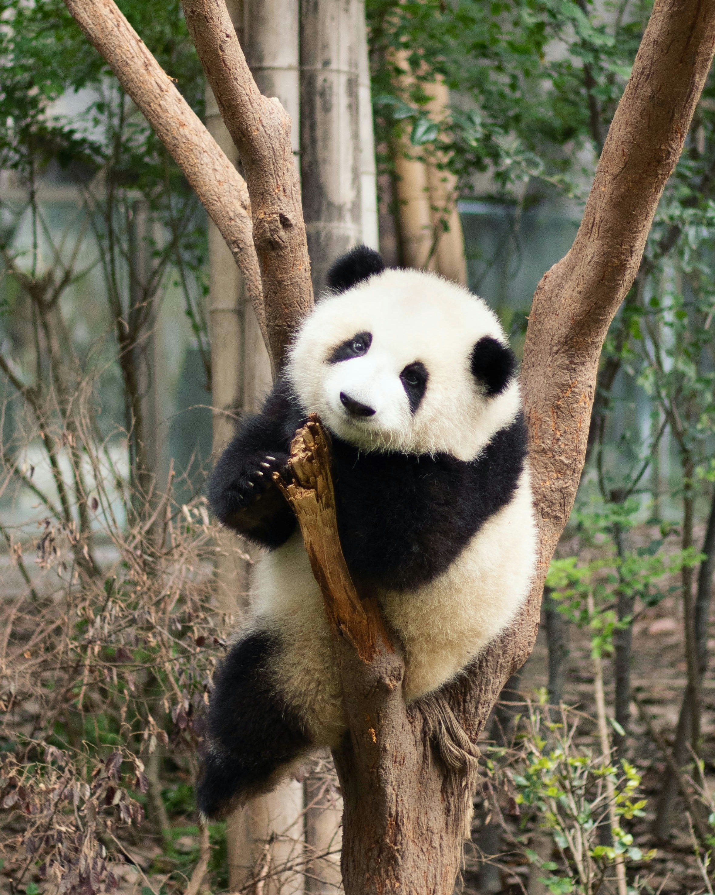 Photo of Panda