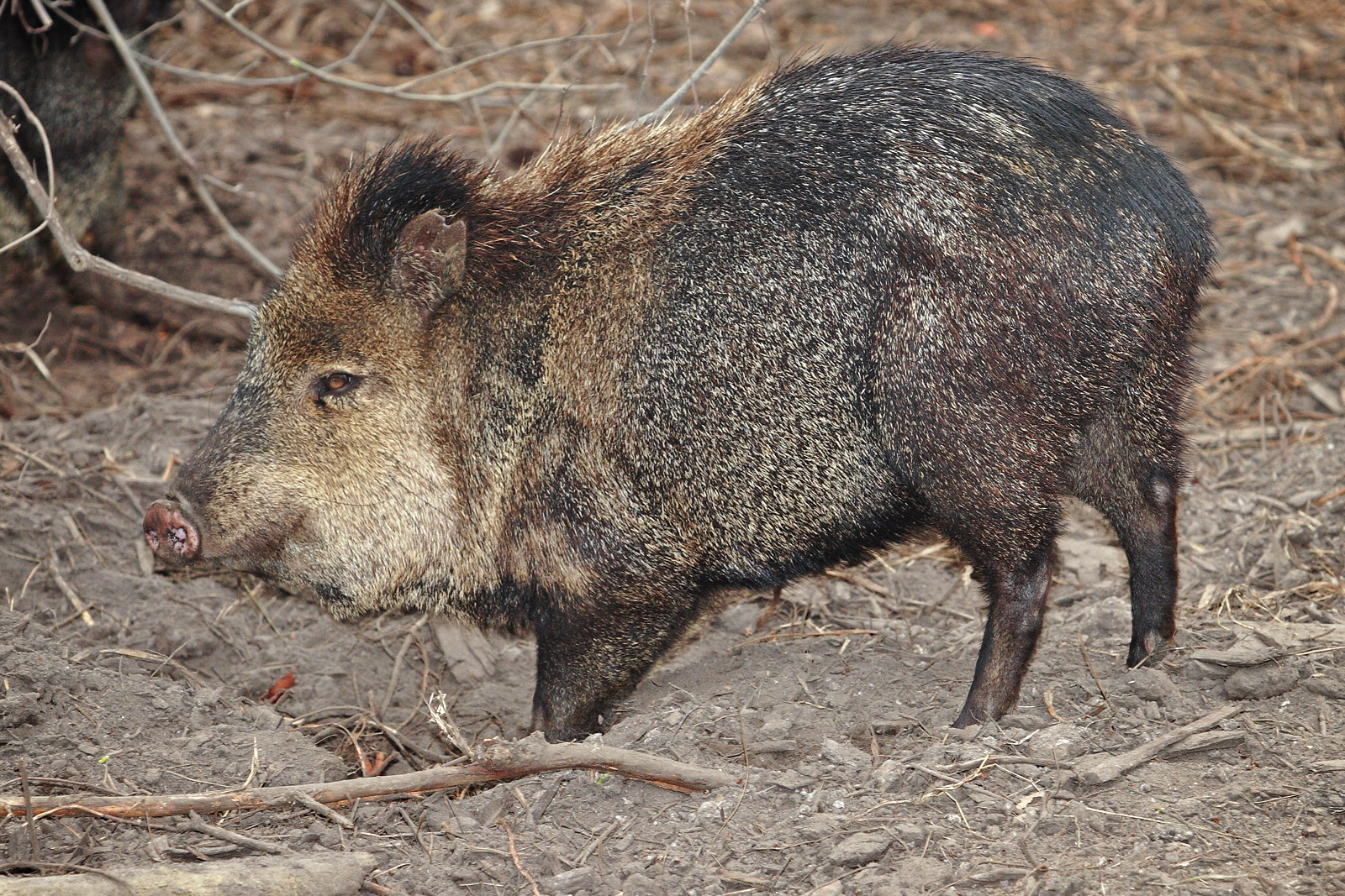 Peccary