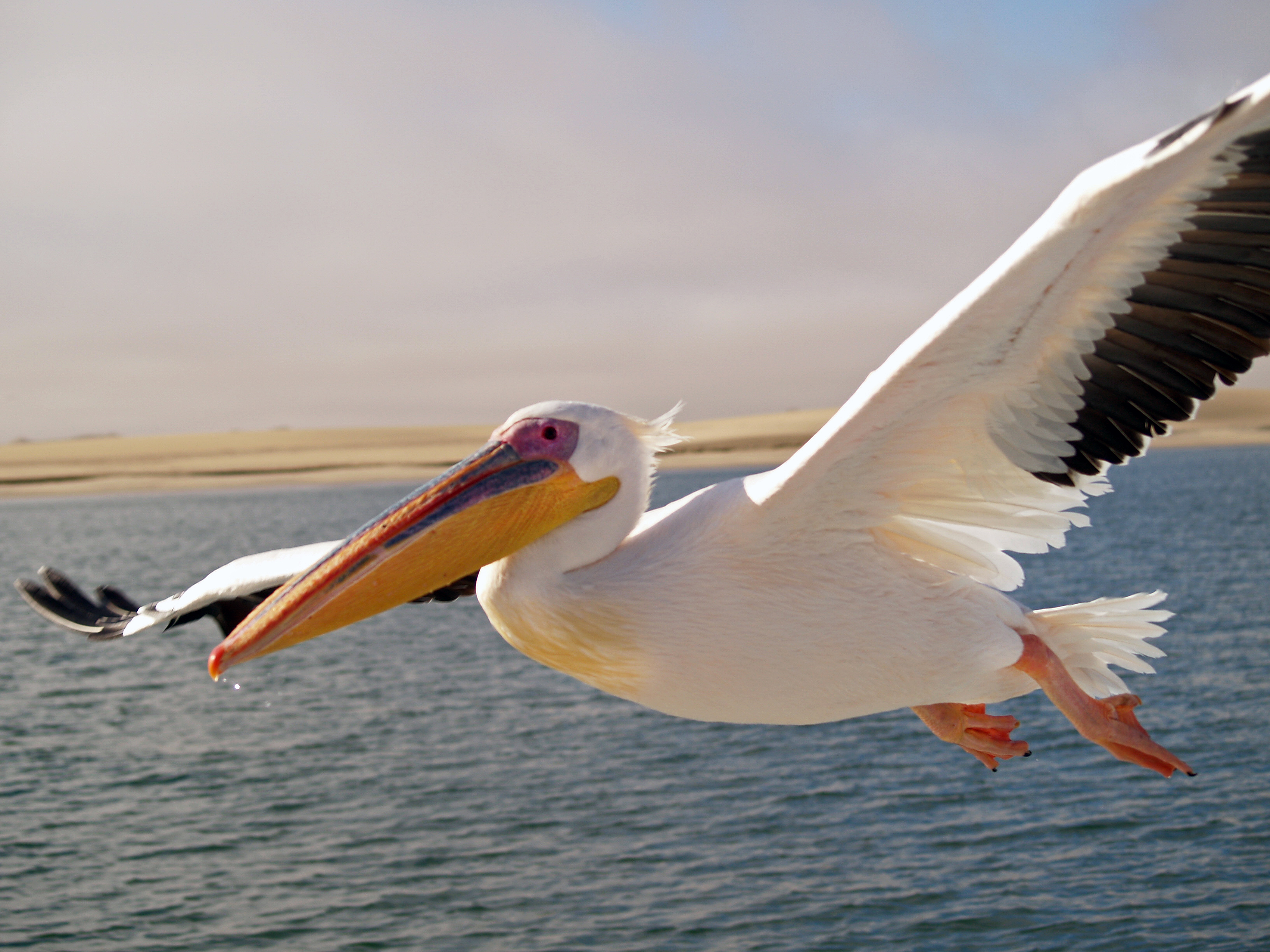 Photo of Pelican
