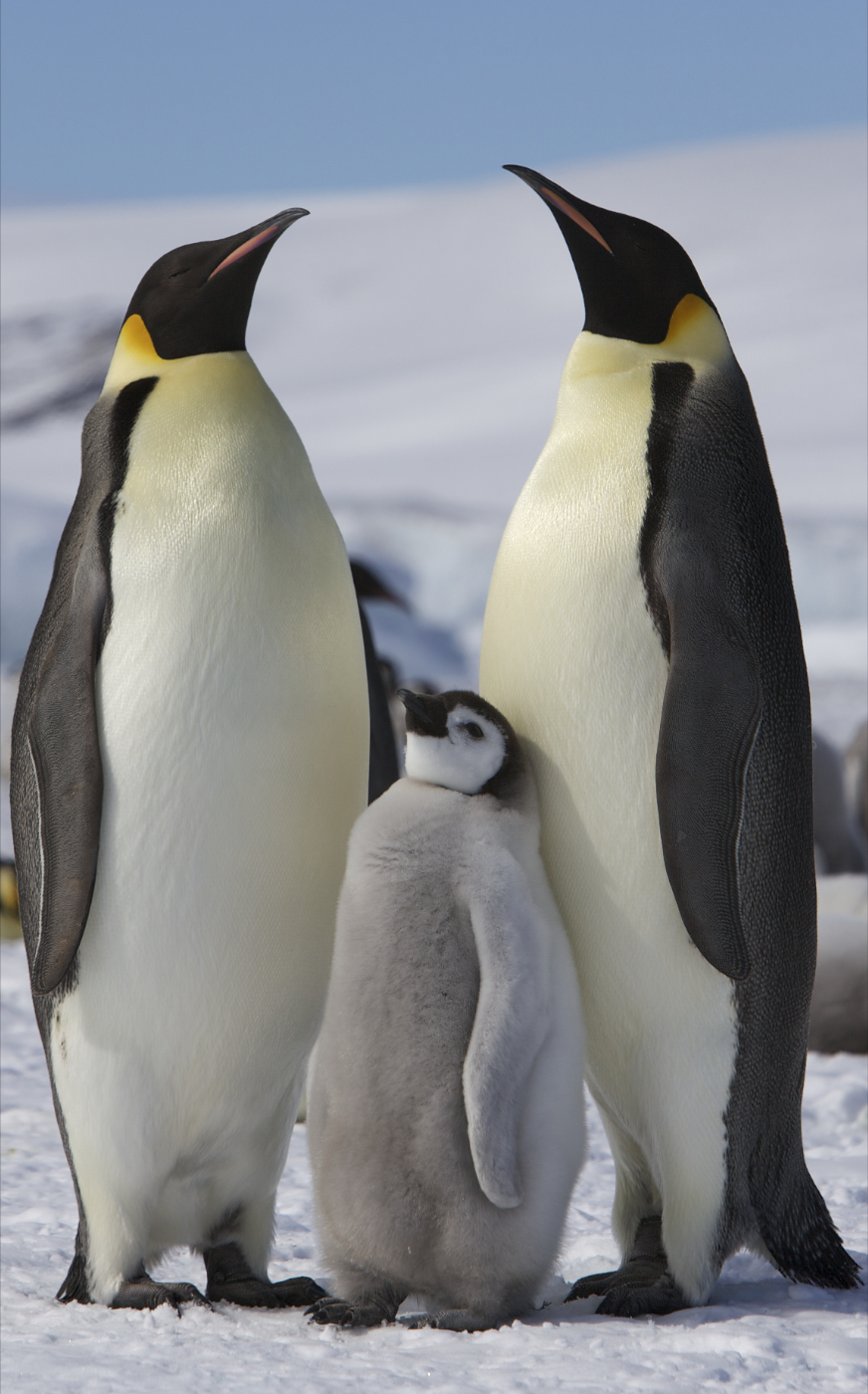 Penguin