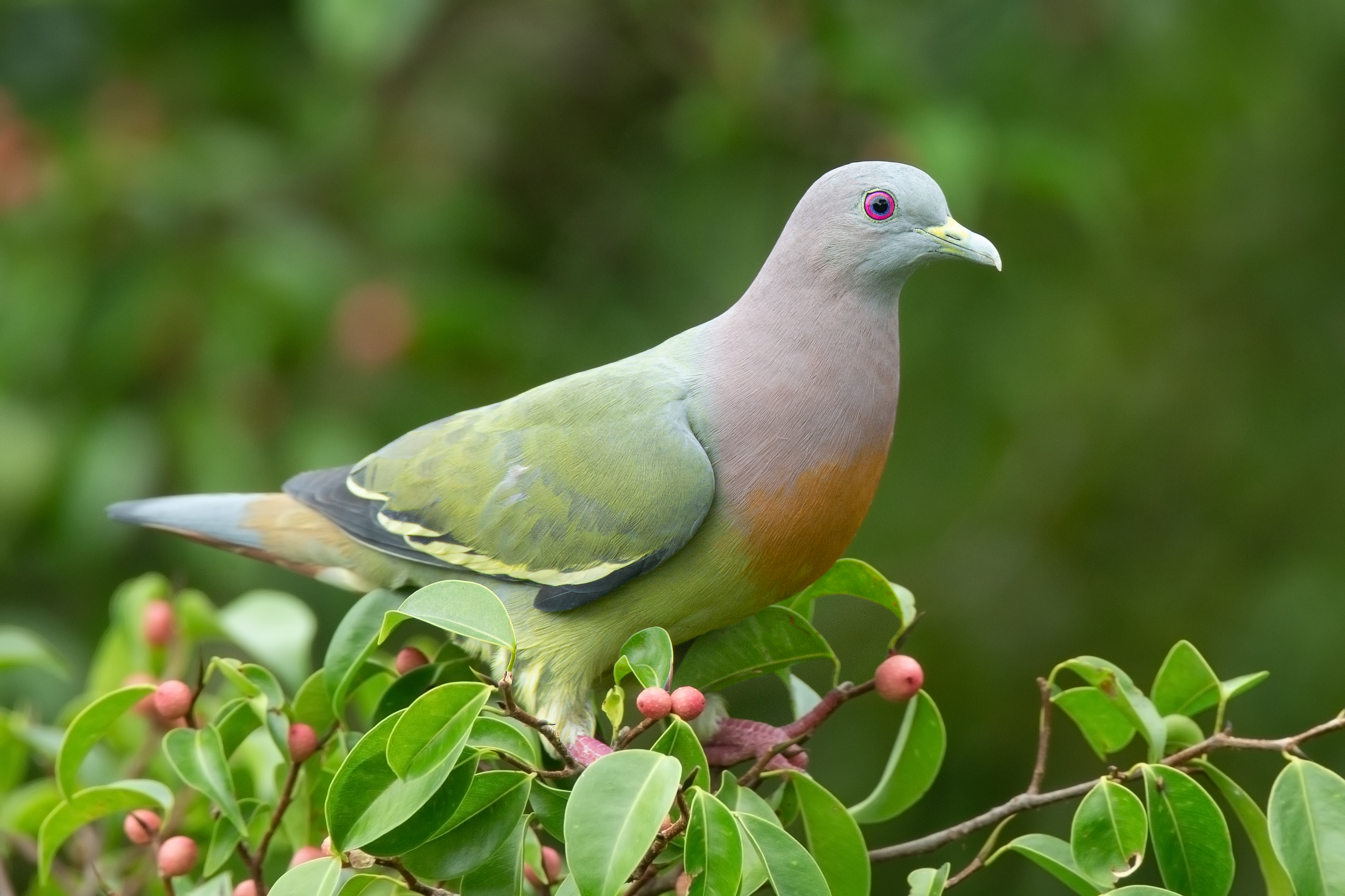 Photo of Pigeon