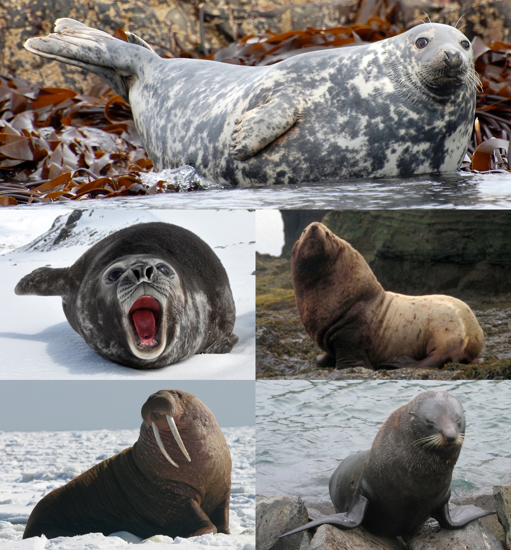 Pinniped