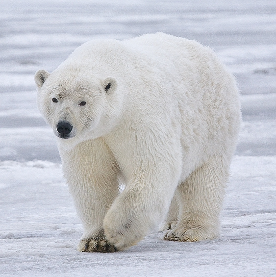 Photo of Polar_bear