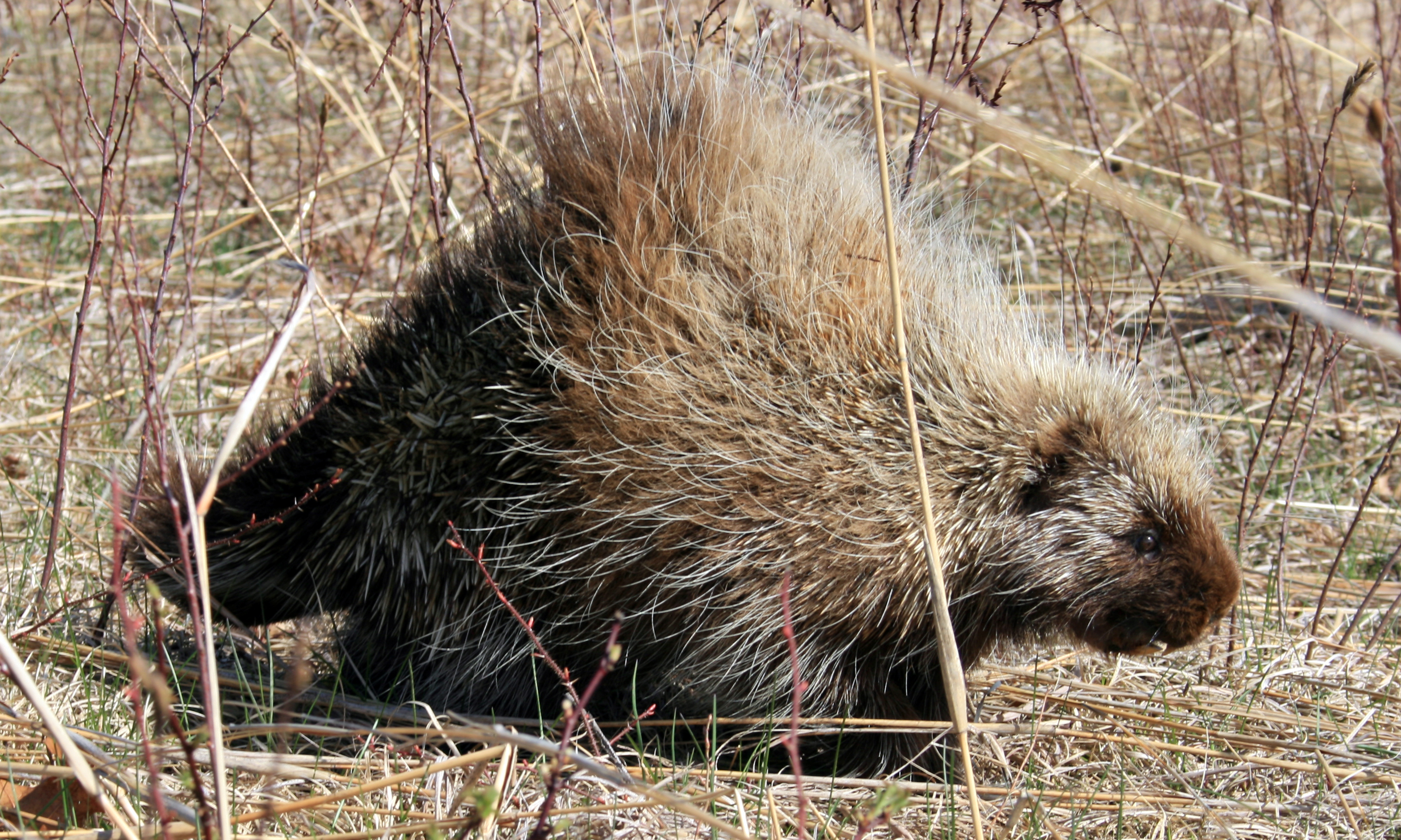 Photo of Porcupine