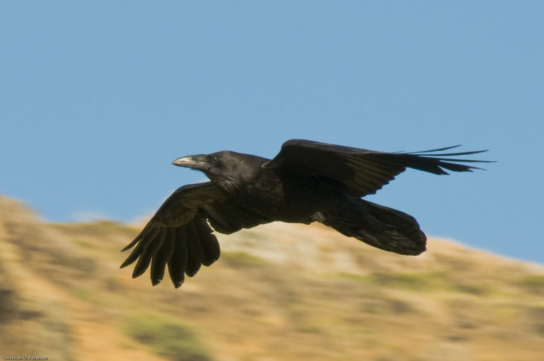 Photo of Raven