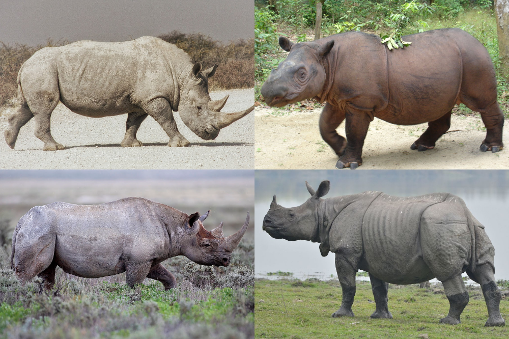Photo of Rhinoceros