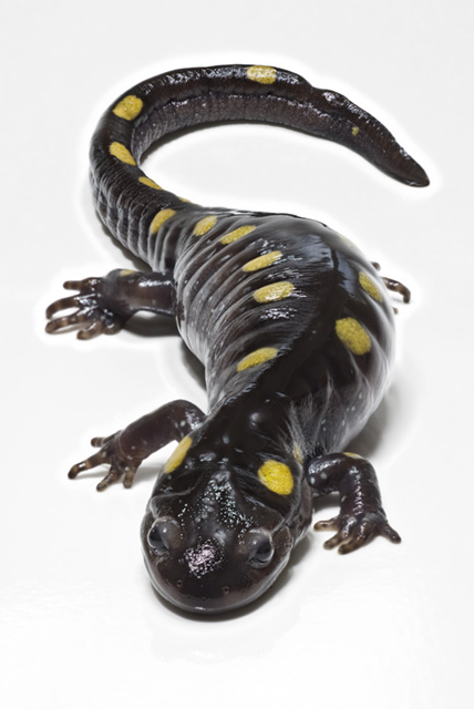 Photo of Salamander