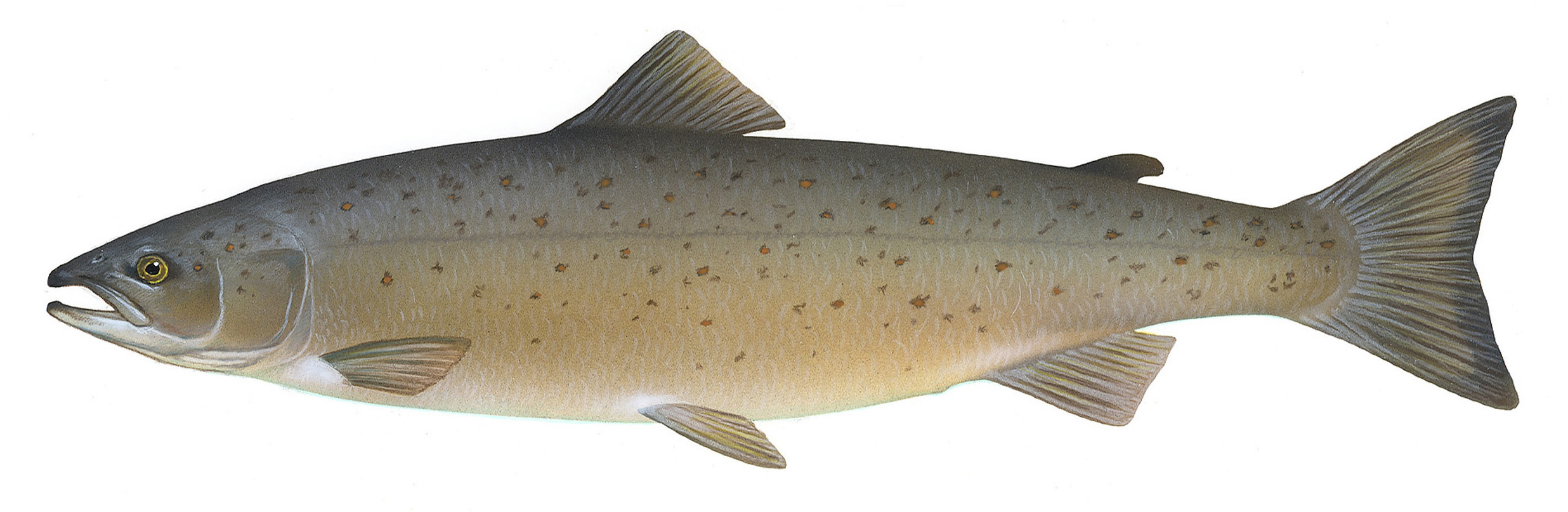Photo of Salmon
