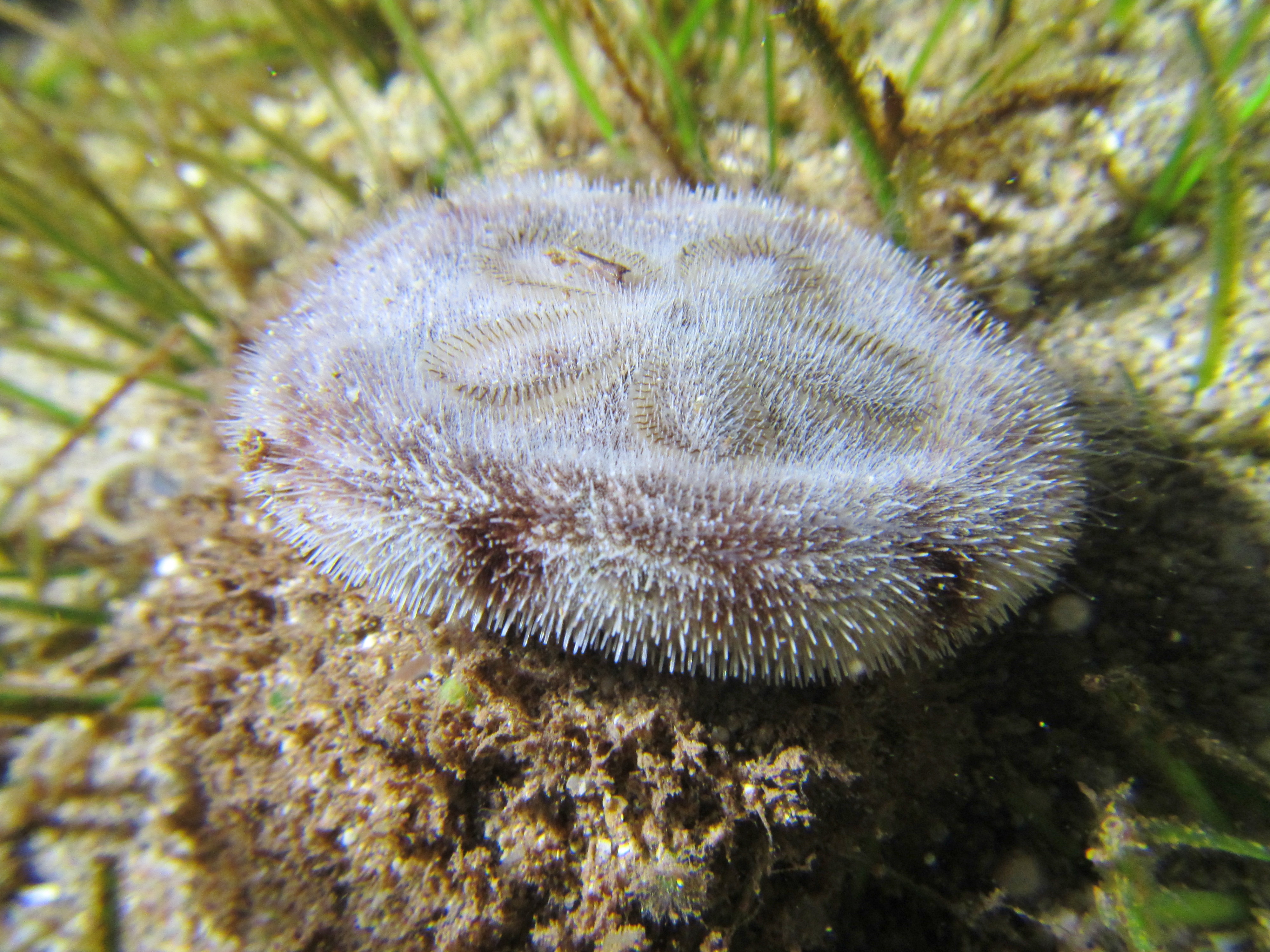 Sand_dollar