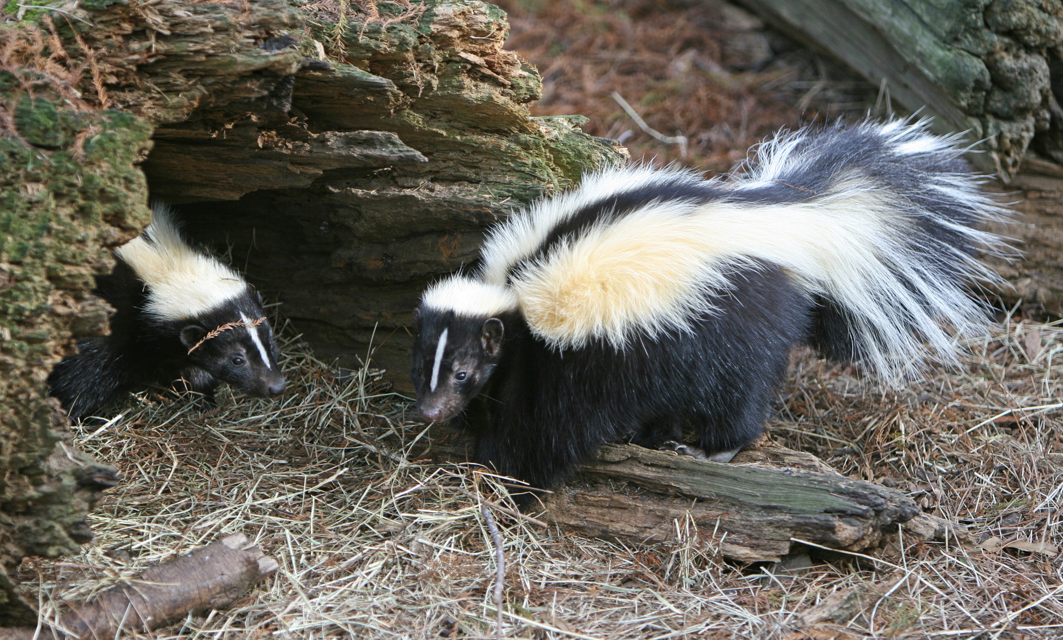 Photo of Skunk