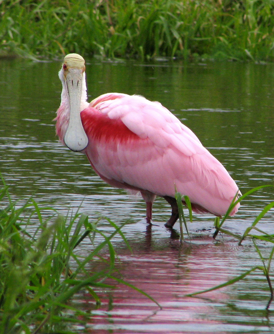 Photo of Spoonbill