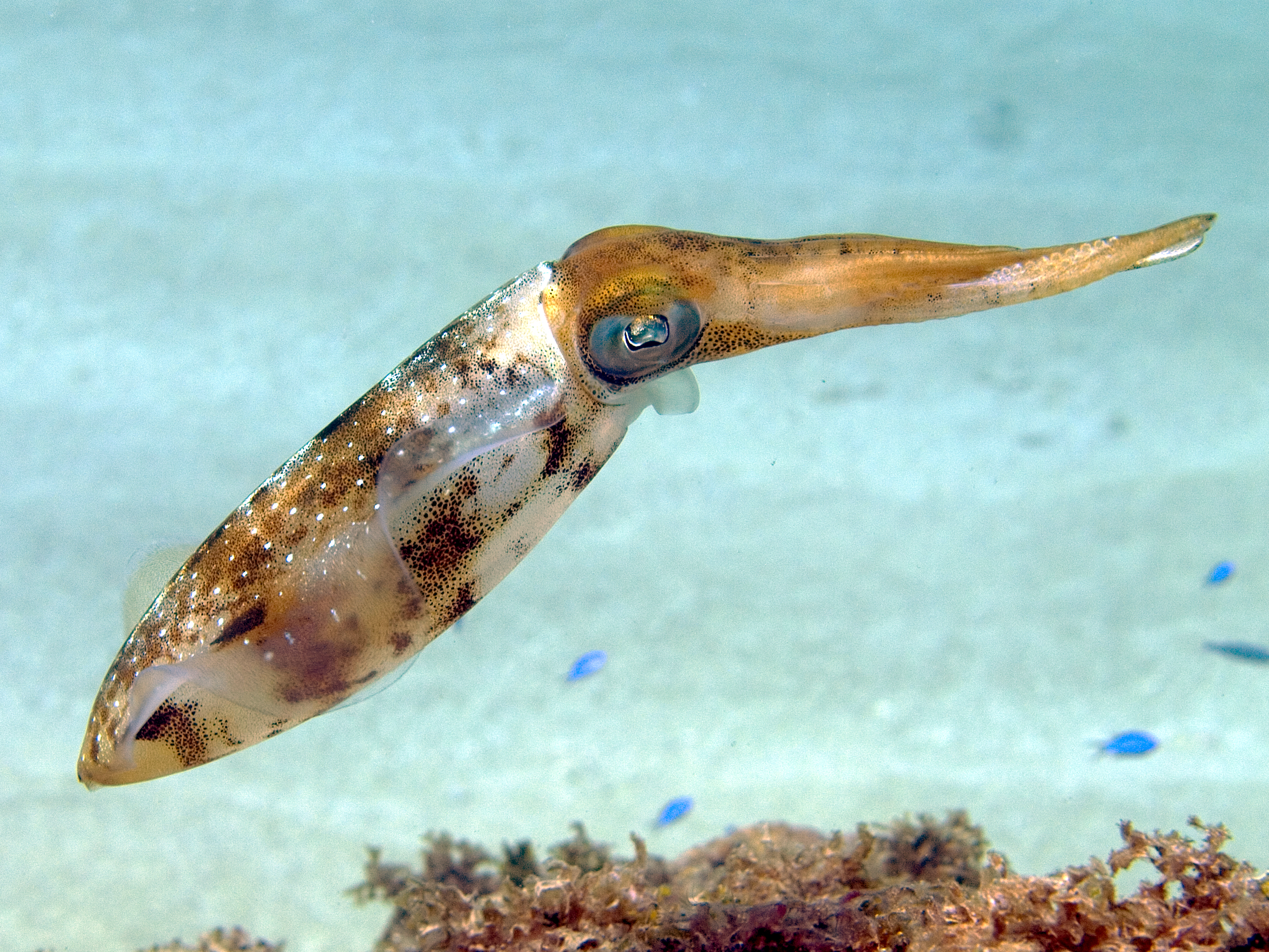Photo of Squid