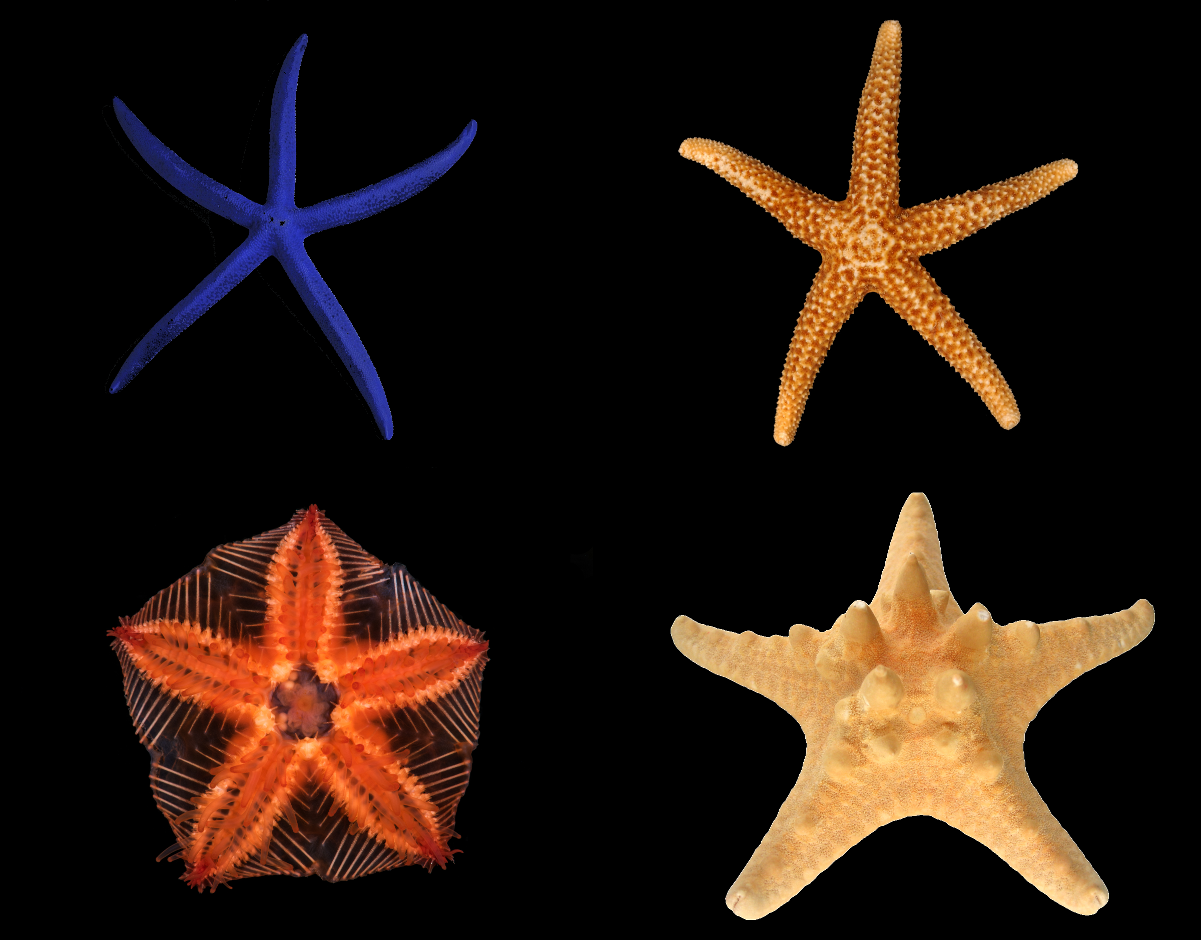 Photo of Starfish