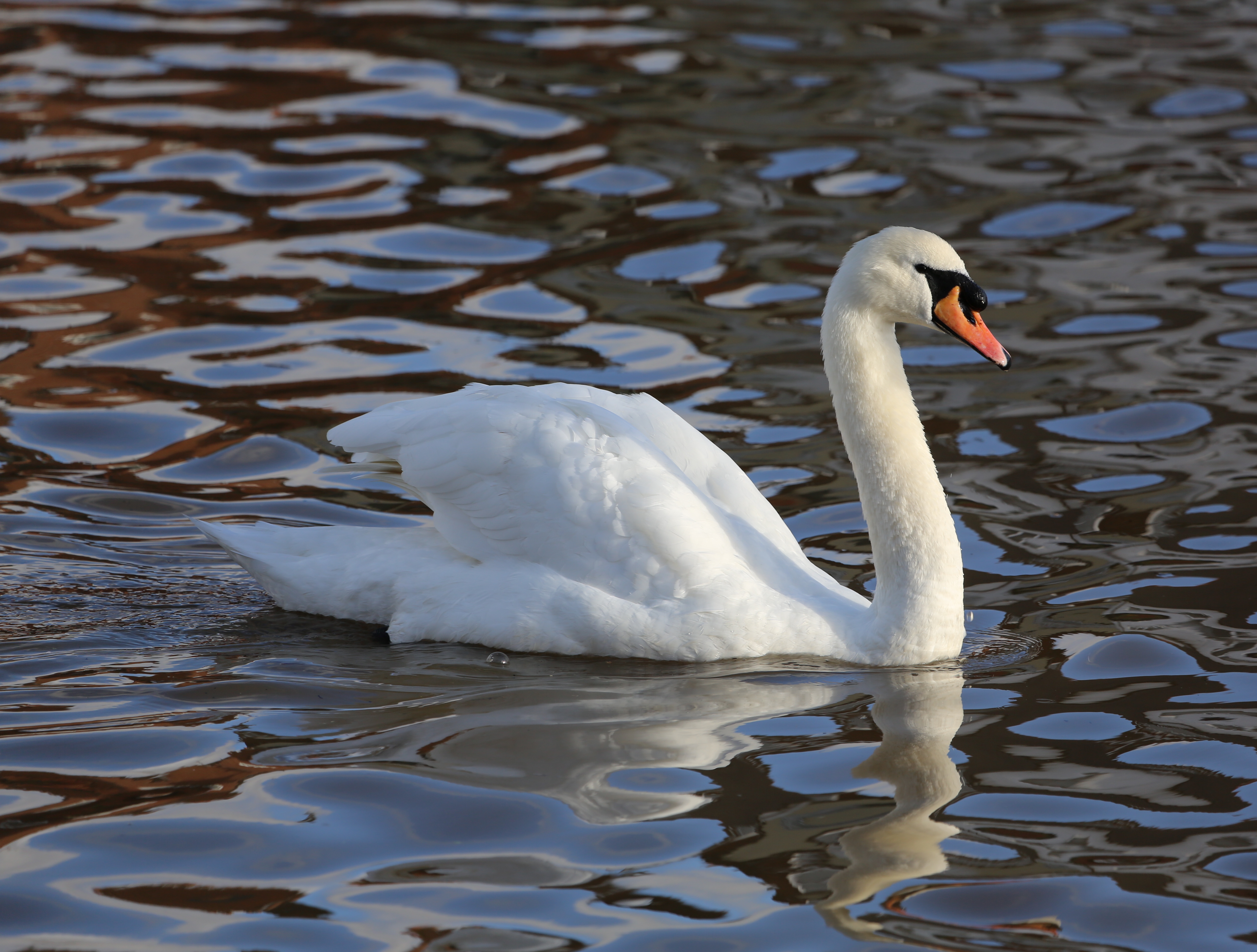 Photo of Swan