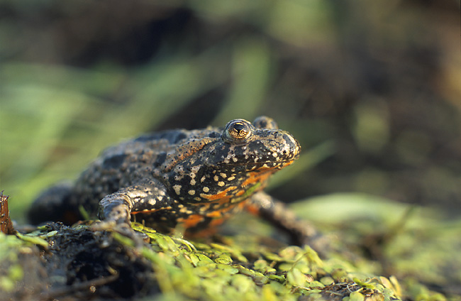 Toad