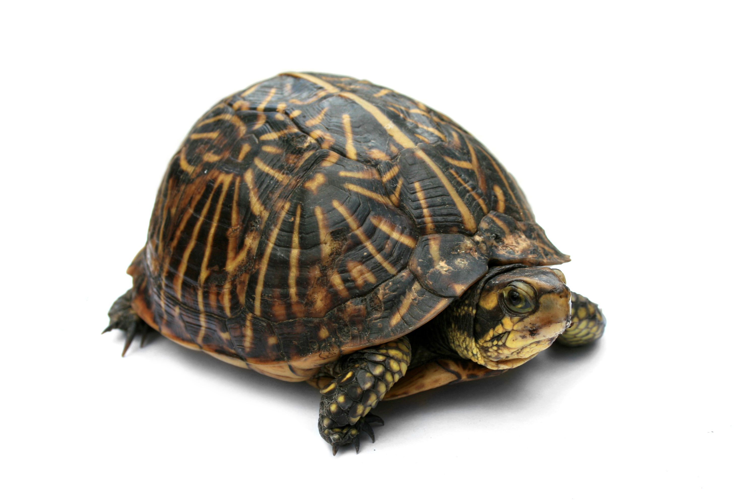 Photo of Turtle